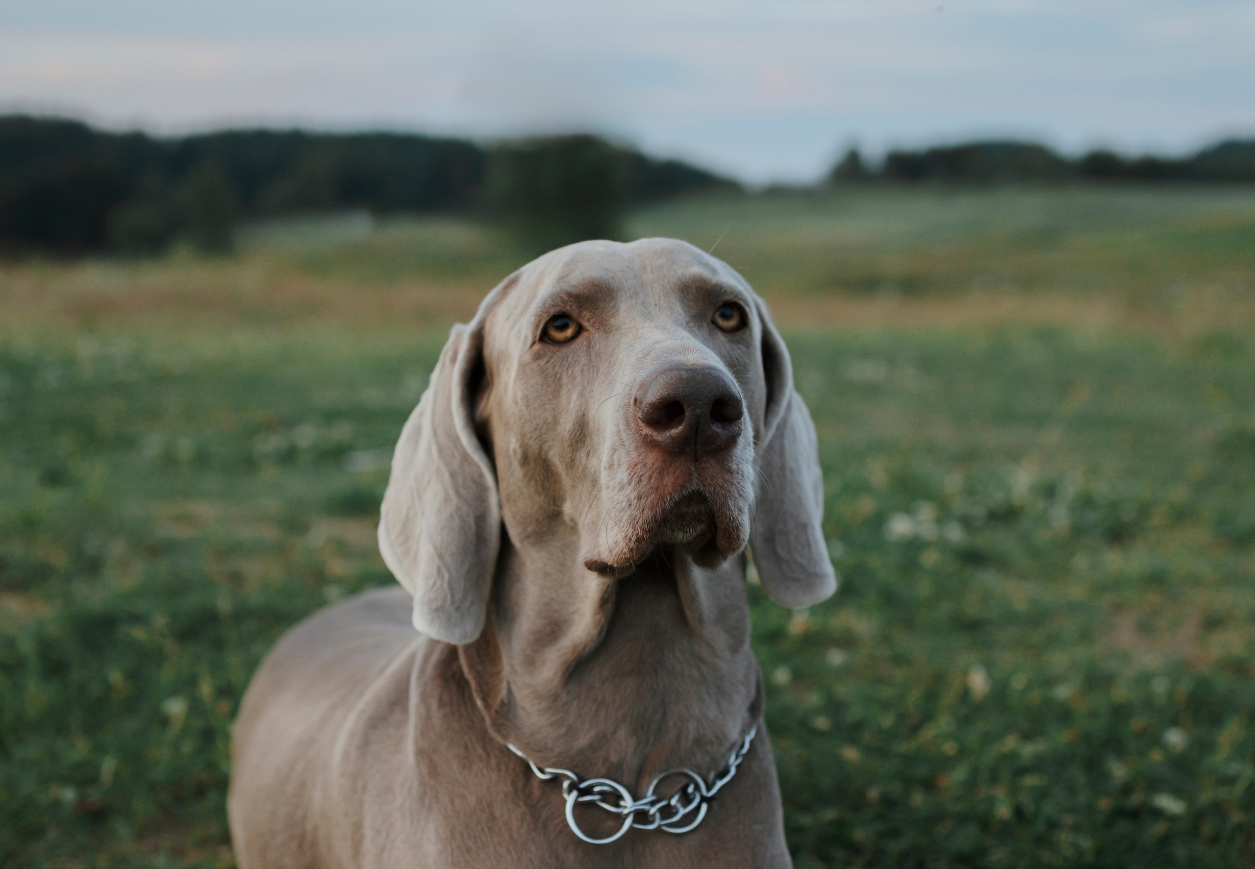 Маргарита и веймаранеры. Фотограф-анималист в Санкт-Петеребурге Титова Алиса