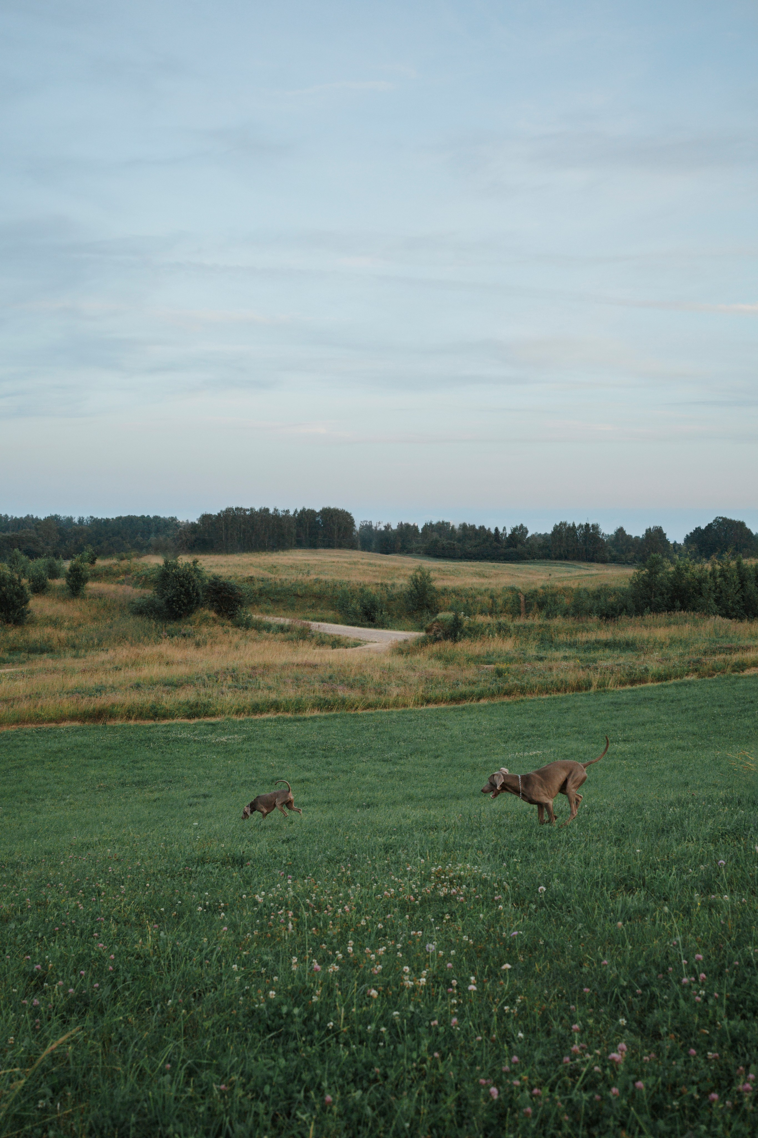 Маргарита и веймаранеры. Фотограф-анималист в Санкт-Петеребурге Титова Алиса