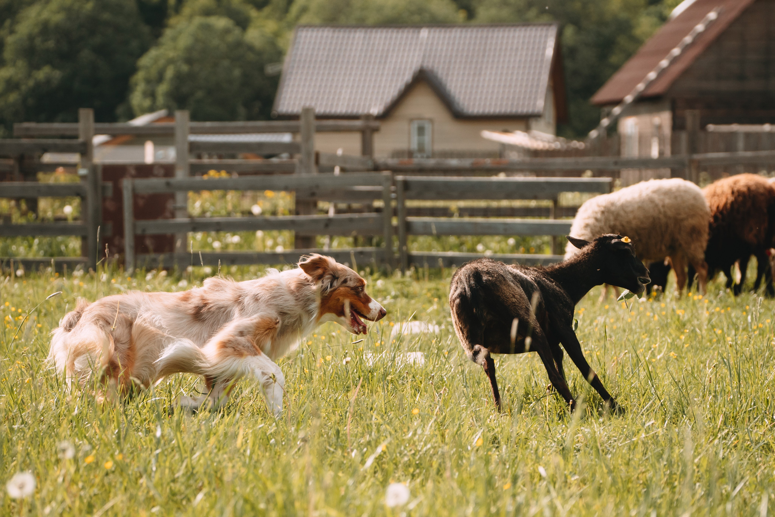 Состязания по пастушьей службе 1-2.06.24, Заостровье. Фотограф-анималист Анастасия Большакова