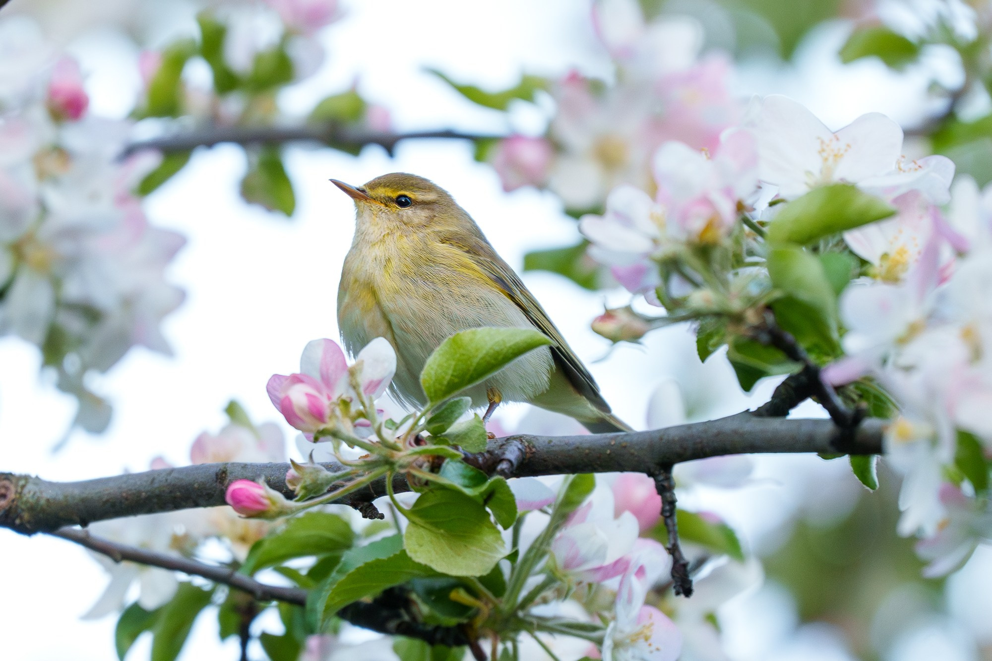 Удивительные мир птиц. Вокруг нас столько прекрасного — присмотритесь!. Ваш личный фотограф Марина Волкова