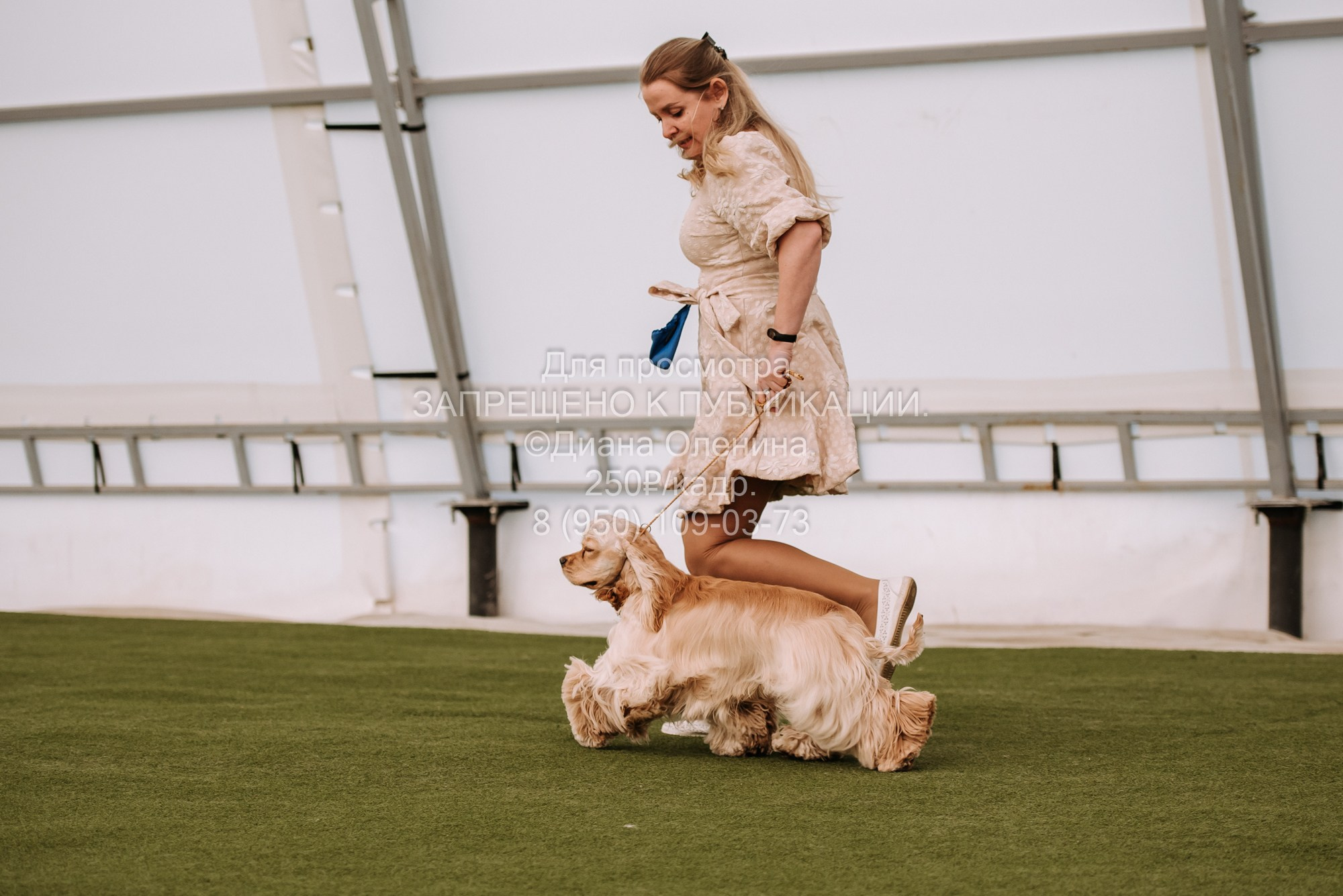 Выставка собак Красноярск 2.06. Фотограф Диана Оленина Красноярск / Братск