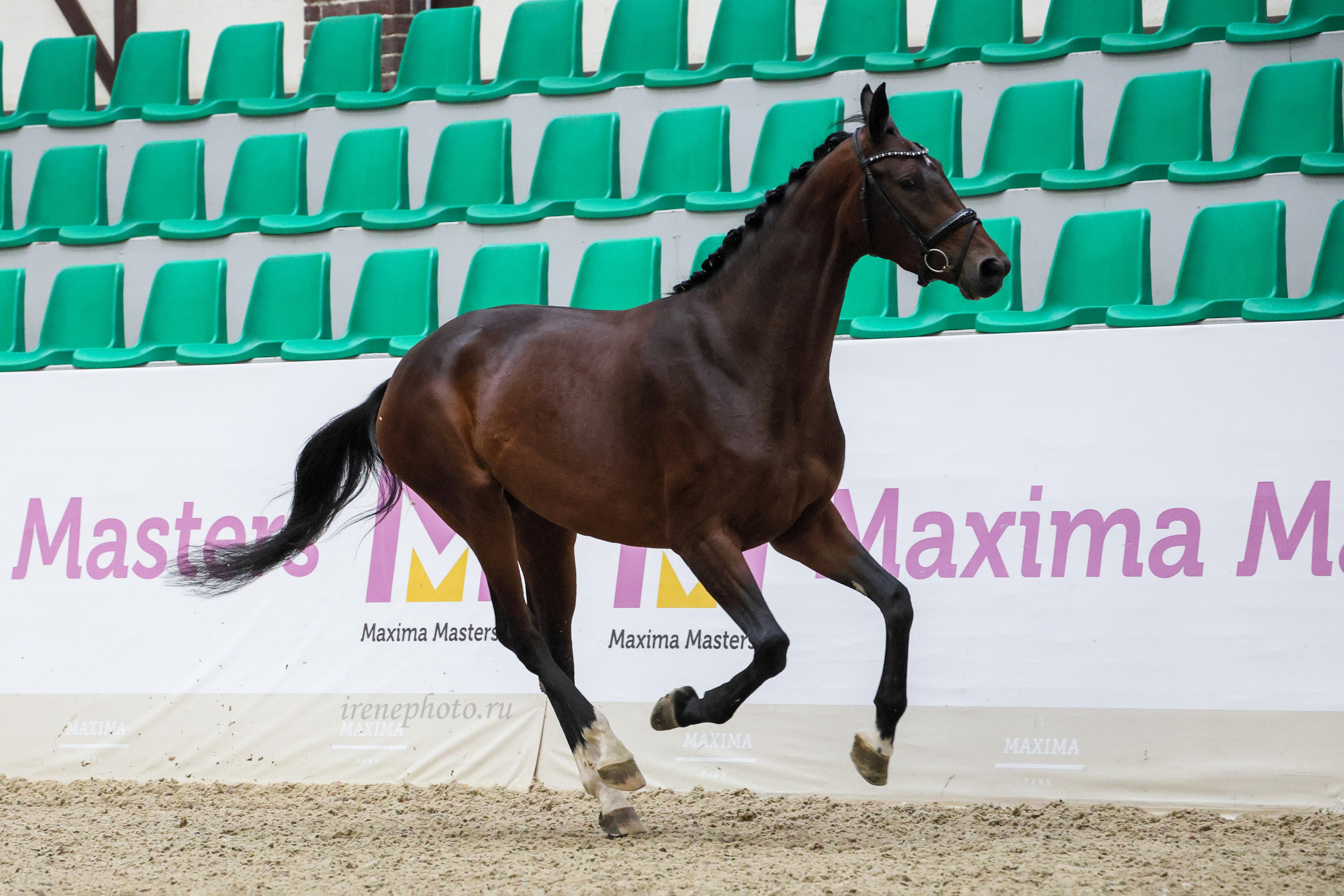 Конная Россия 2024. Irenephoto.ru