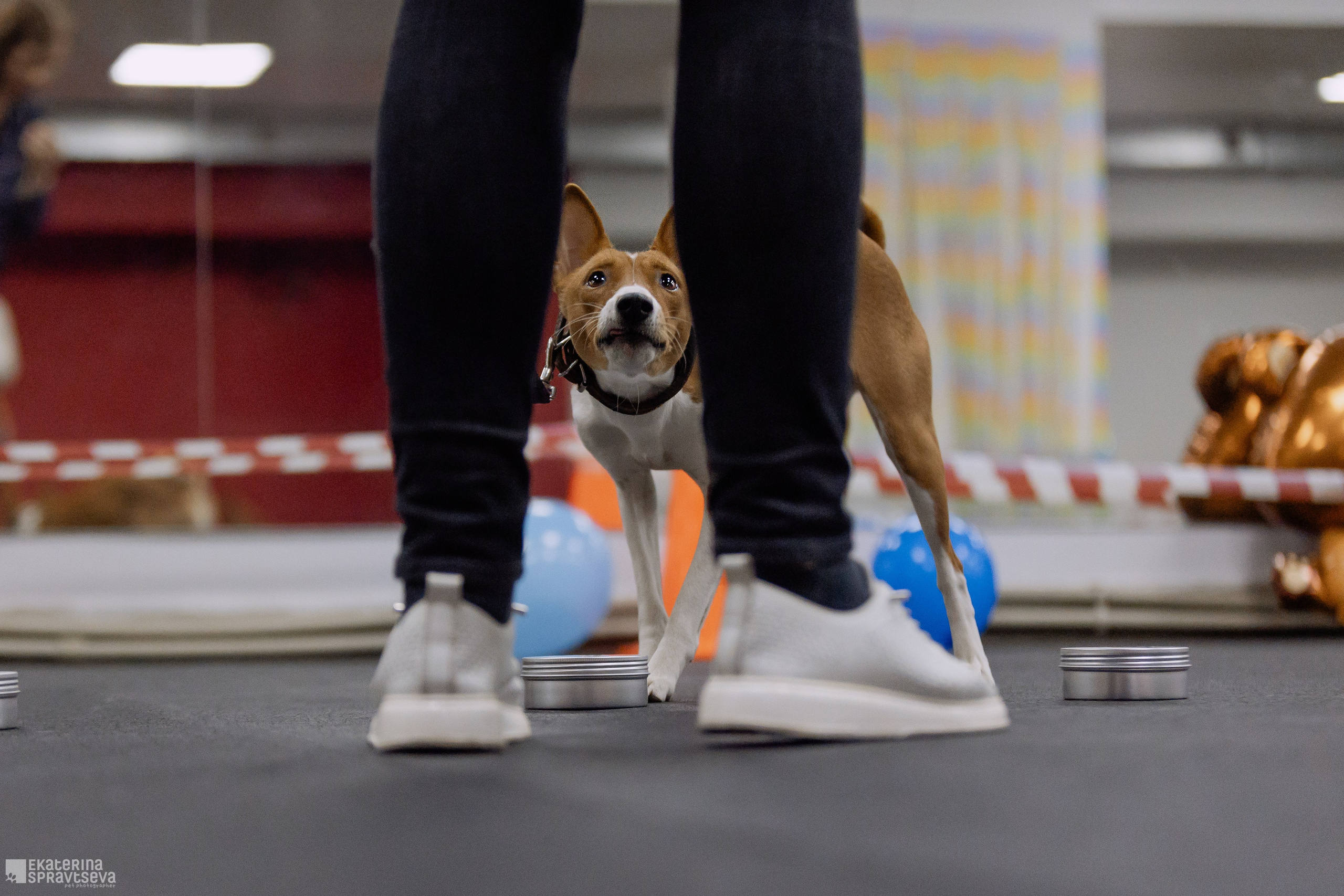 Праздник NoseWork. Фотограф Анималист Екатерина Справцева в Нижнем Новгороде