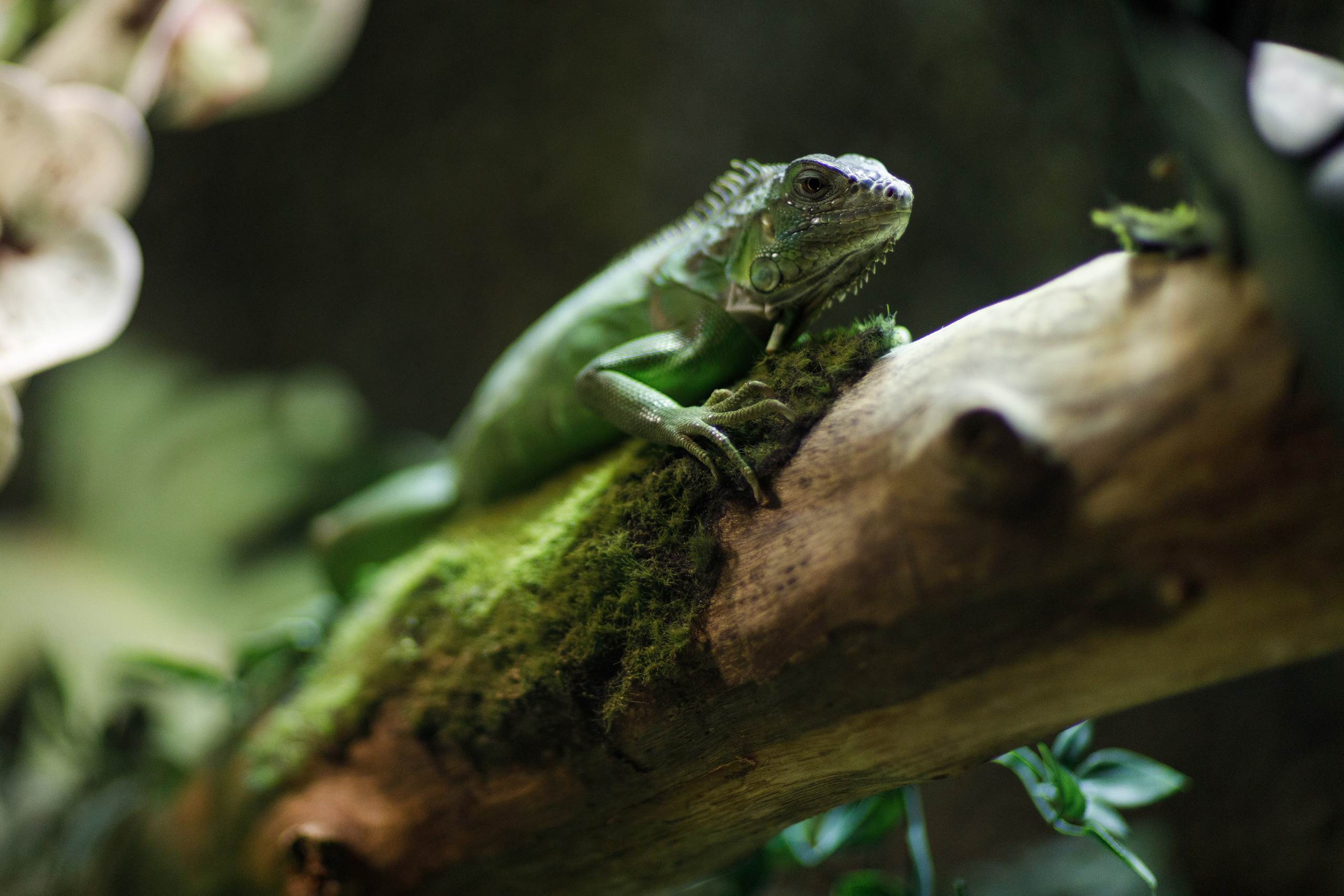 Дубай 2023. Руслан Плахтеев