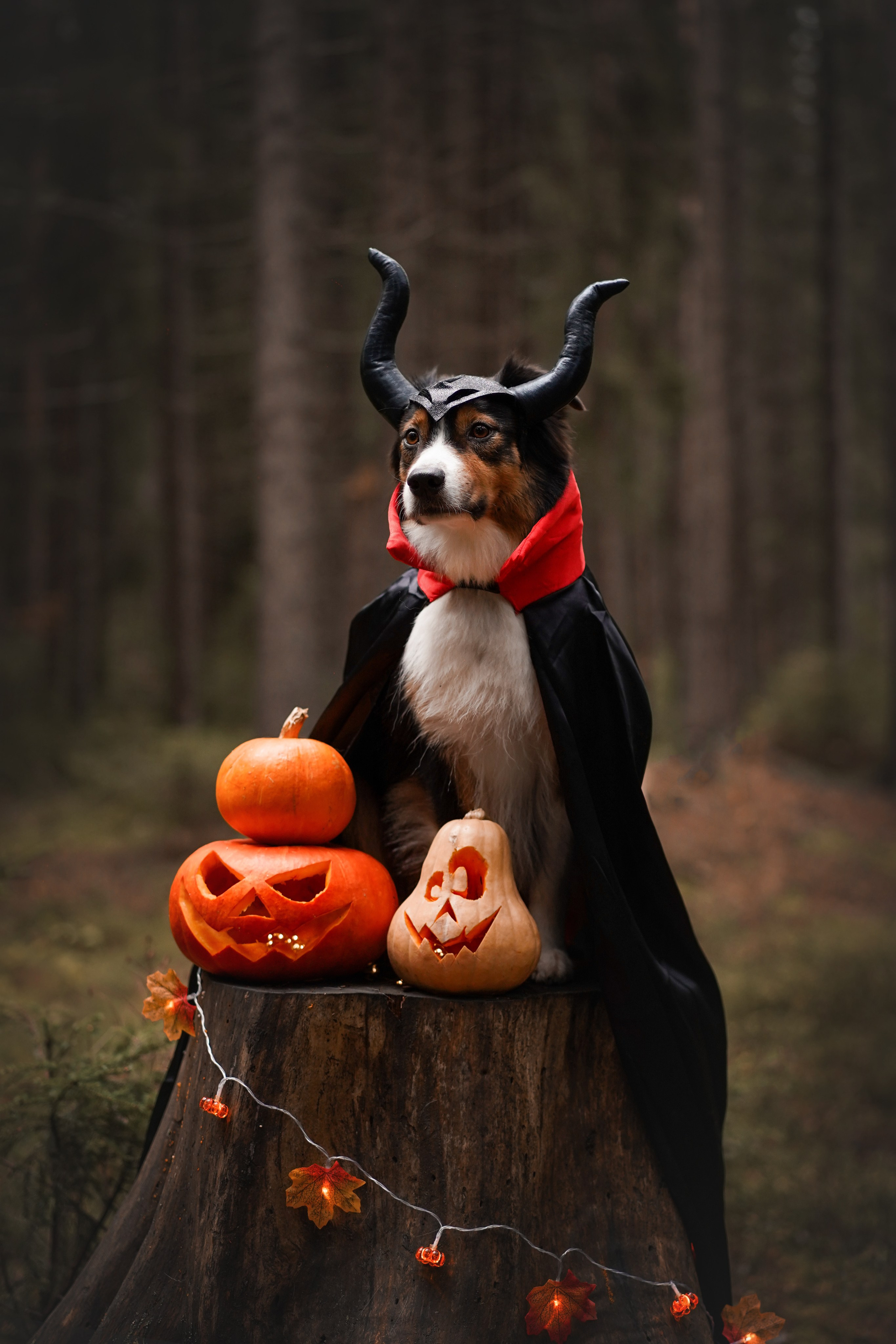 Аусси Хэллоуин 24. Фотограф-анималист в Санкт-Петербурге Яна Мартынова