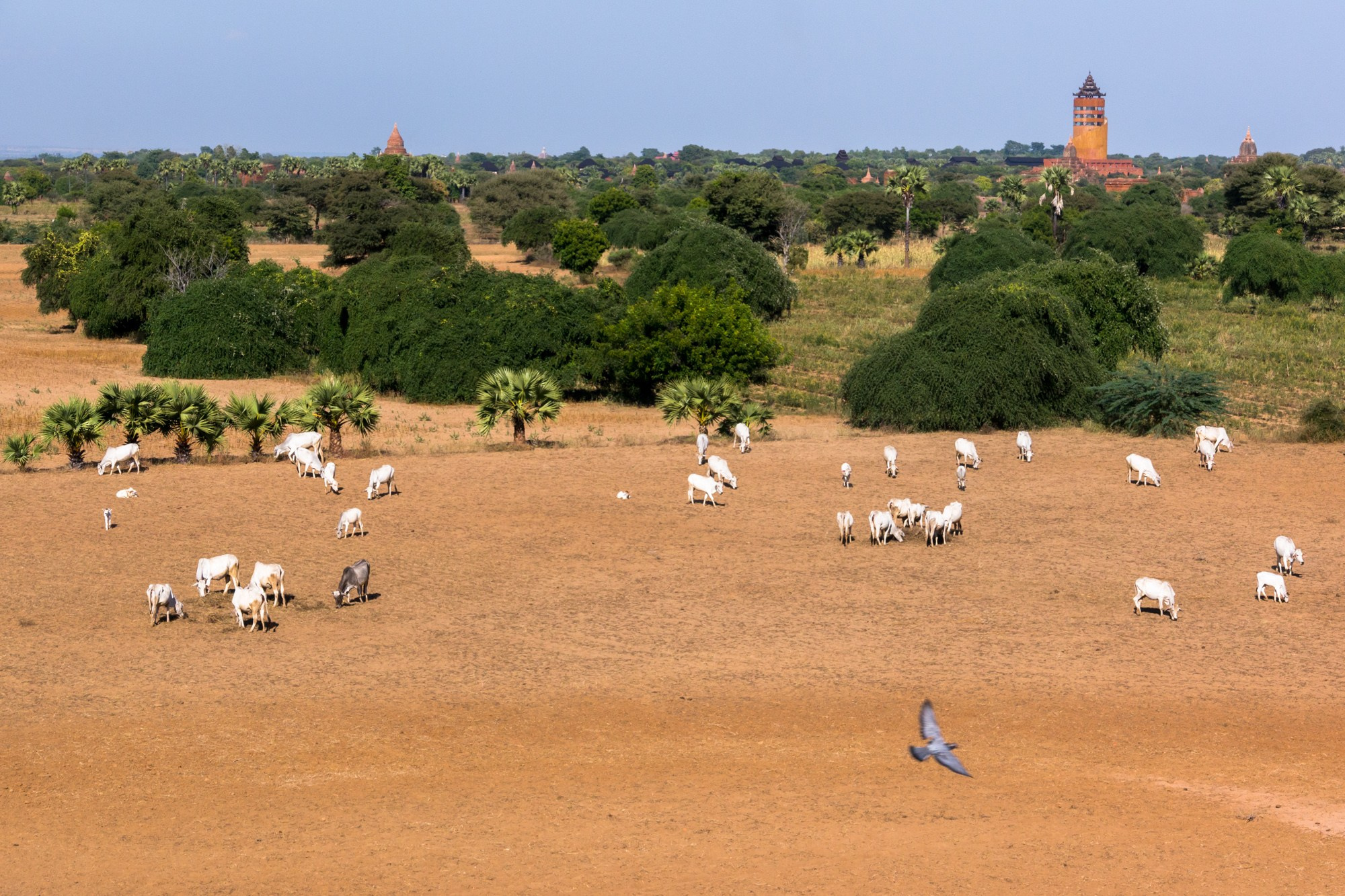 Мьянма, пешком по стране. Фотограф Алексей Скоробогатько