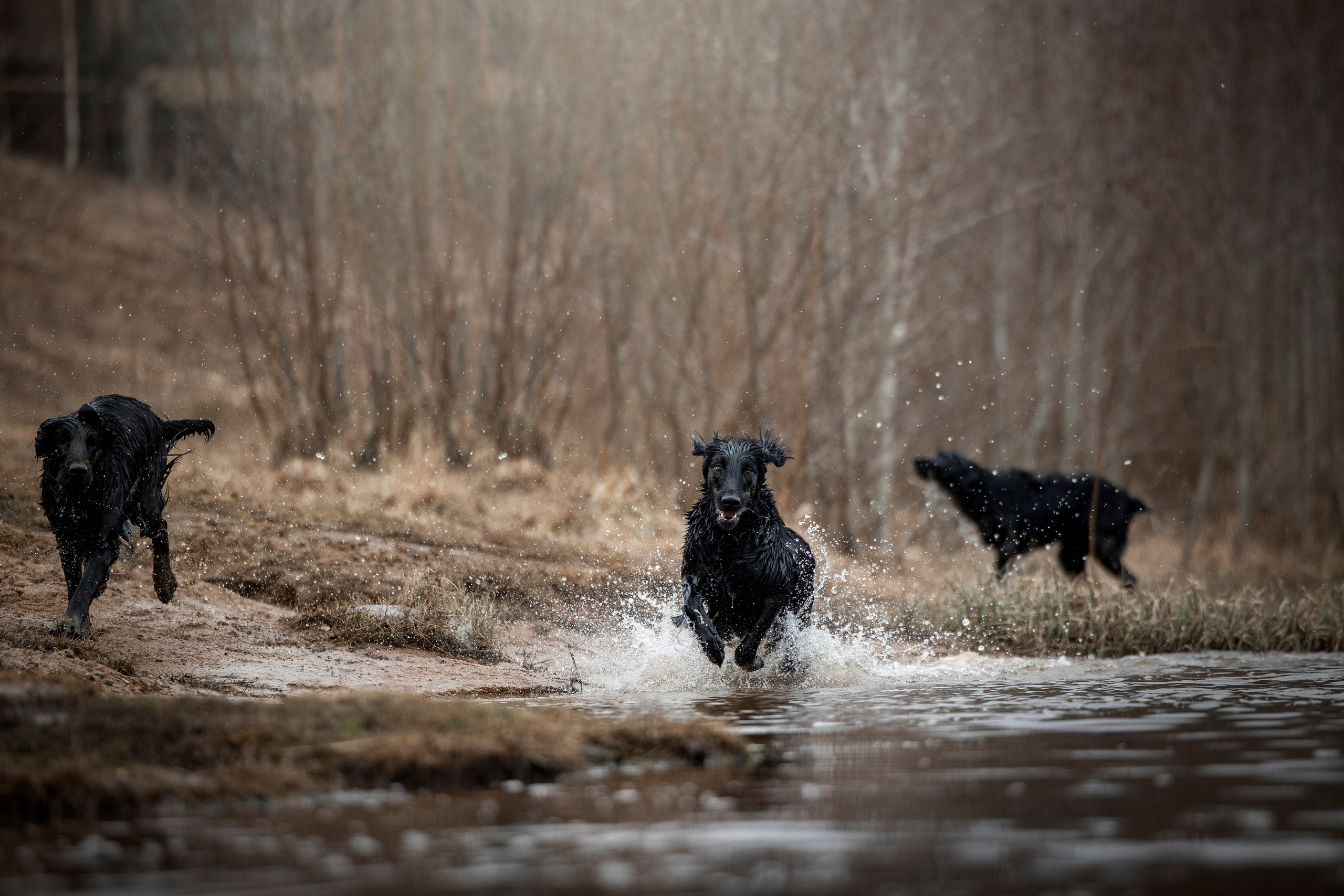 Ора, Ева, Рози и их семья. Фотограф — Анималист | Санкт-Петербург