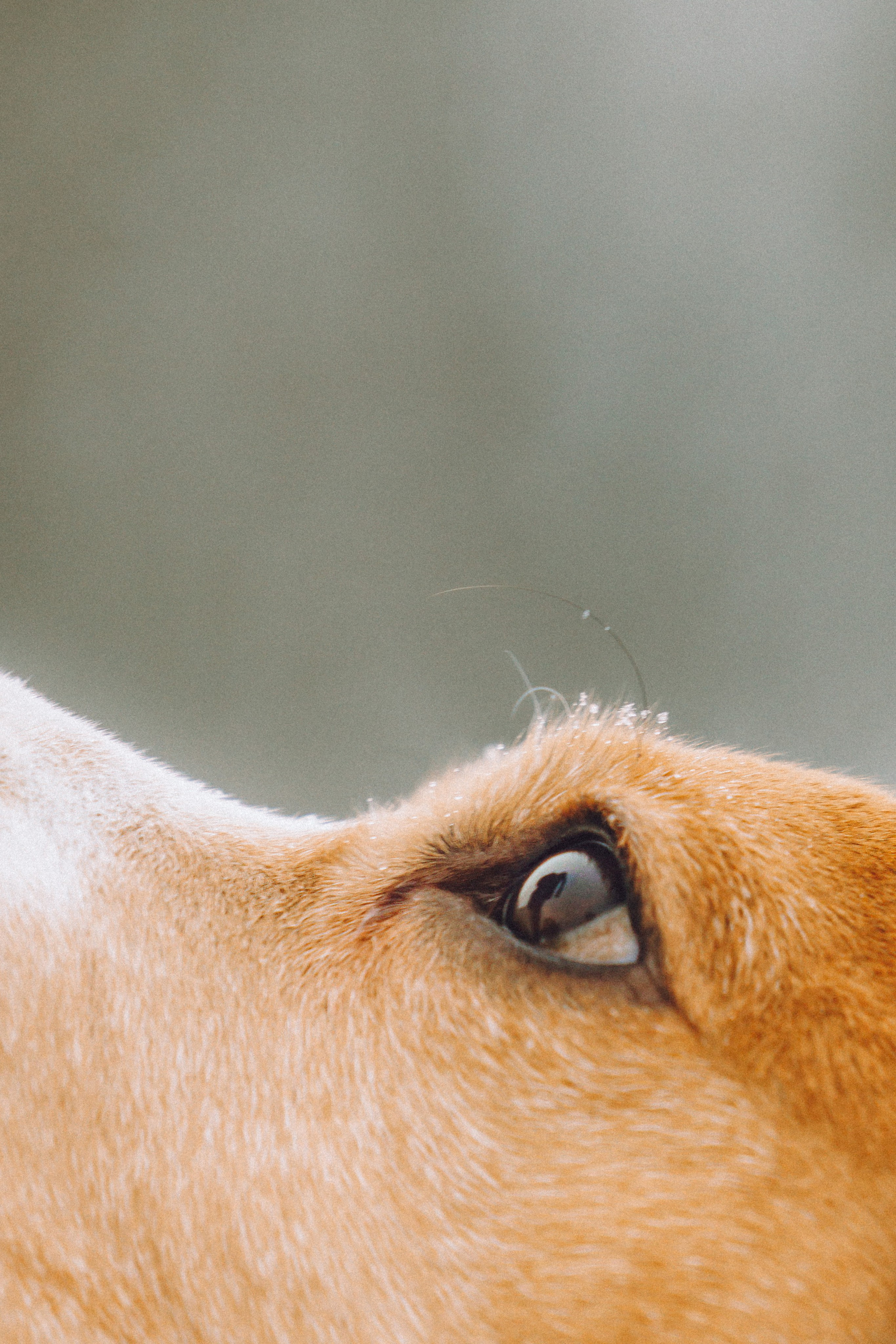 Роман, Портер и Коррес