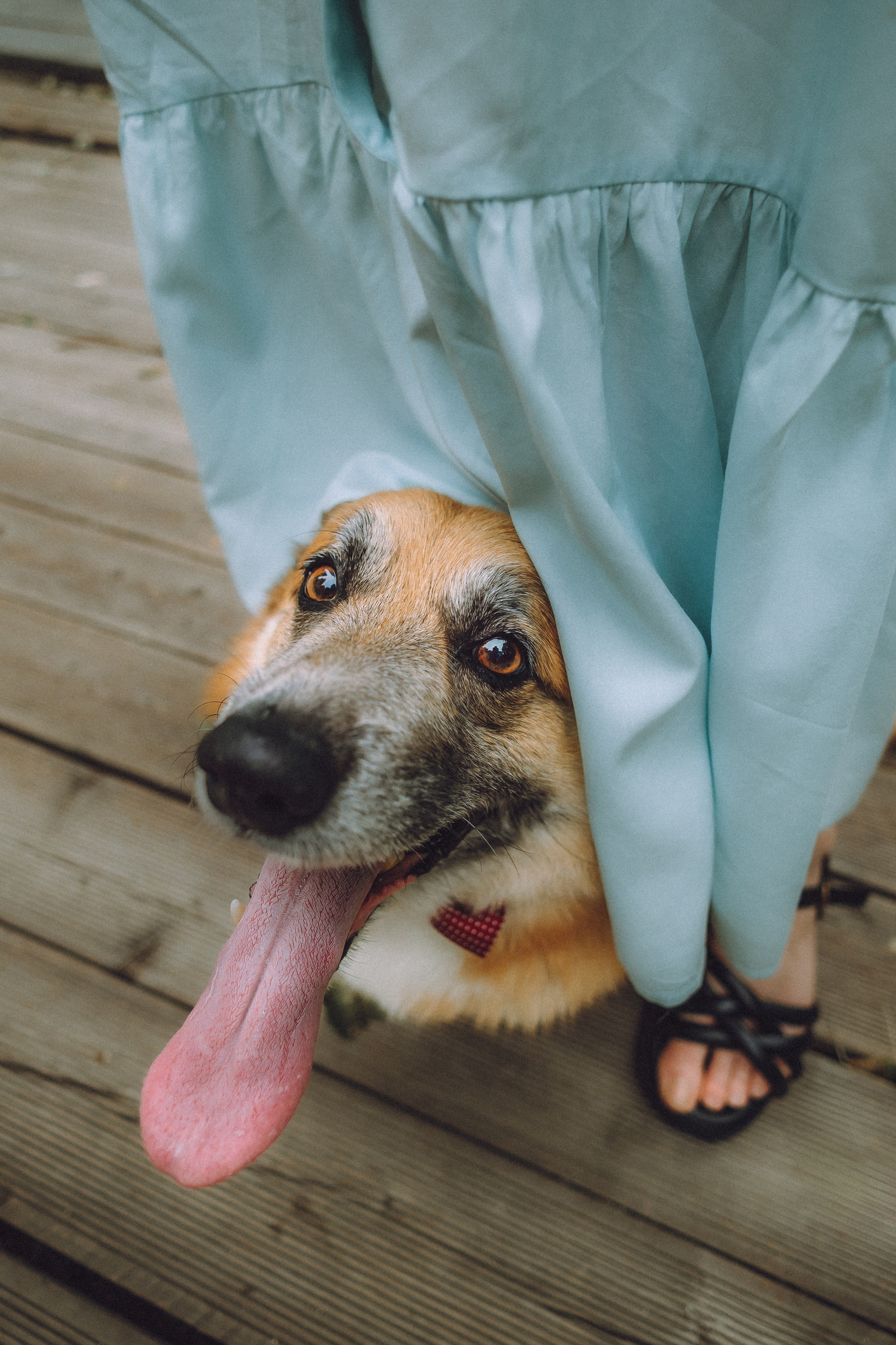 Ира, Леша и Харли