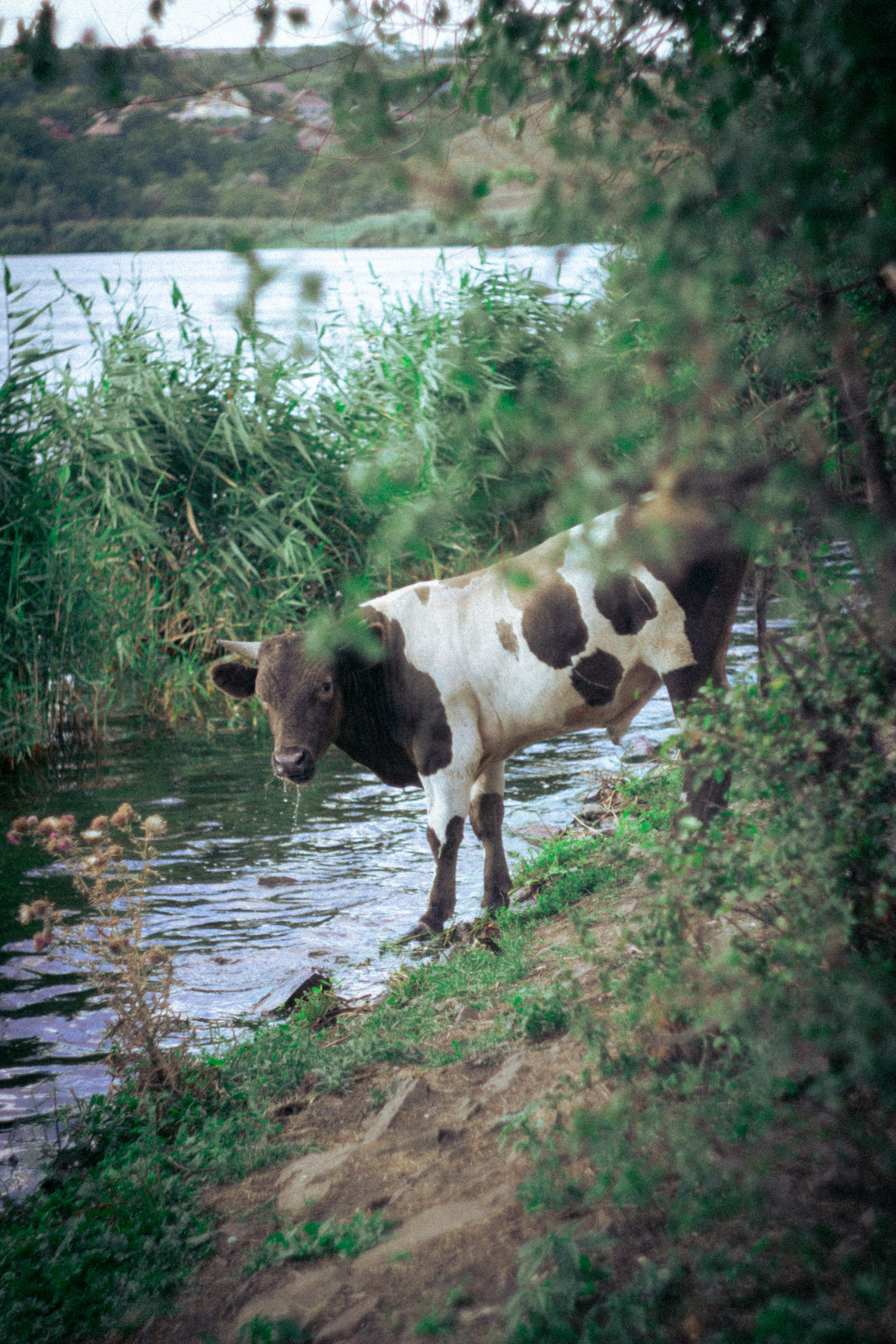 Платье в горошек. • Фотограф Александра Светозар Алчевск •