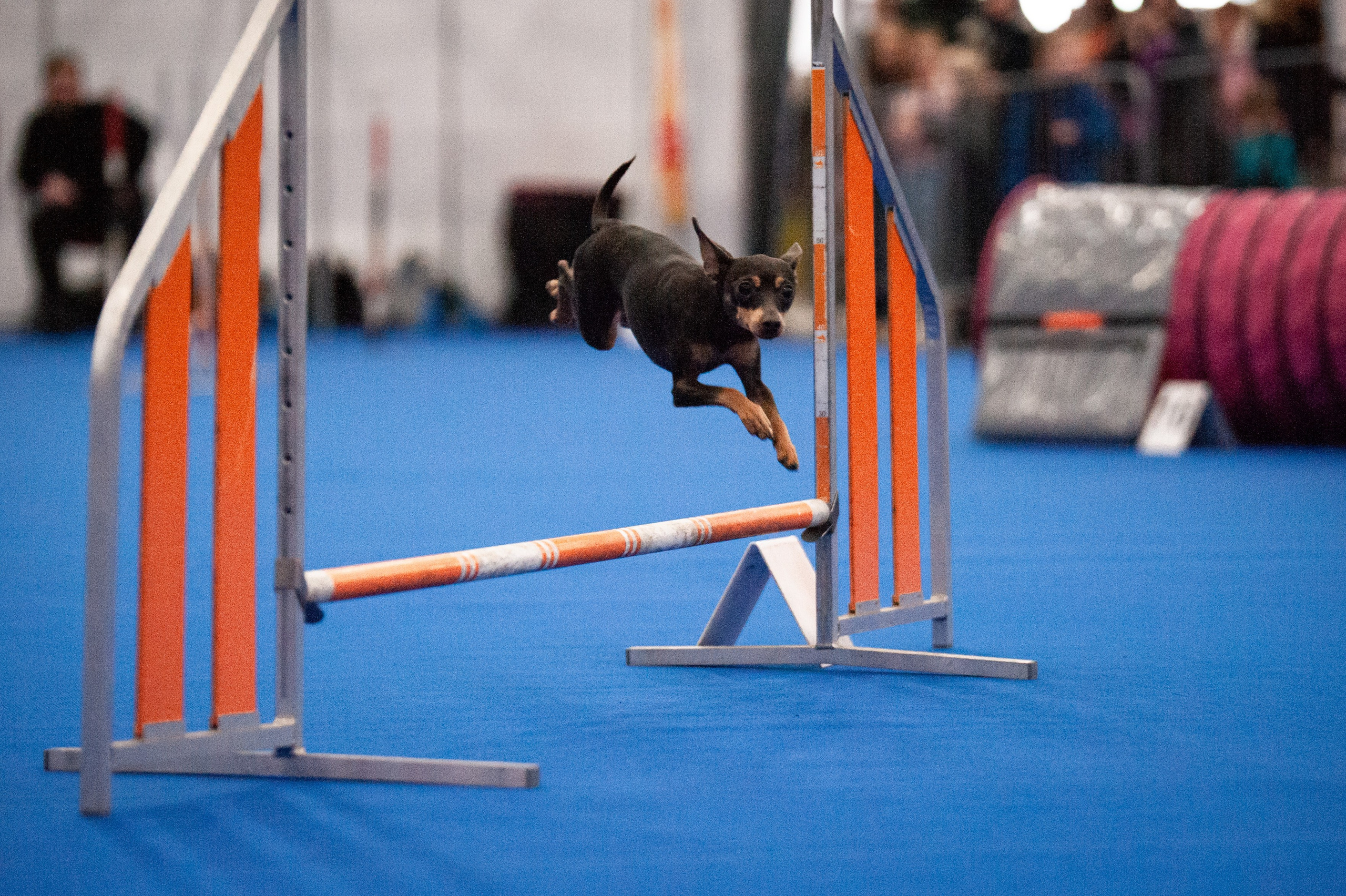 Спорт. Танцевальный фотограф Анна Берзина, Санкт-Петербург