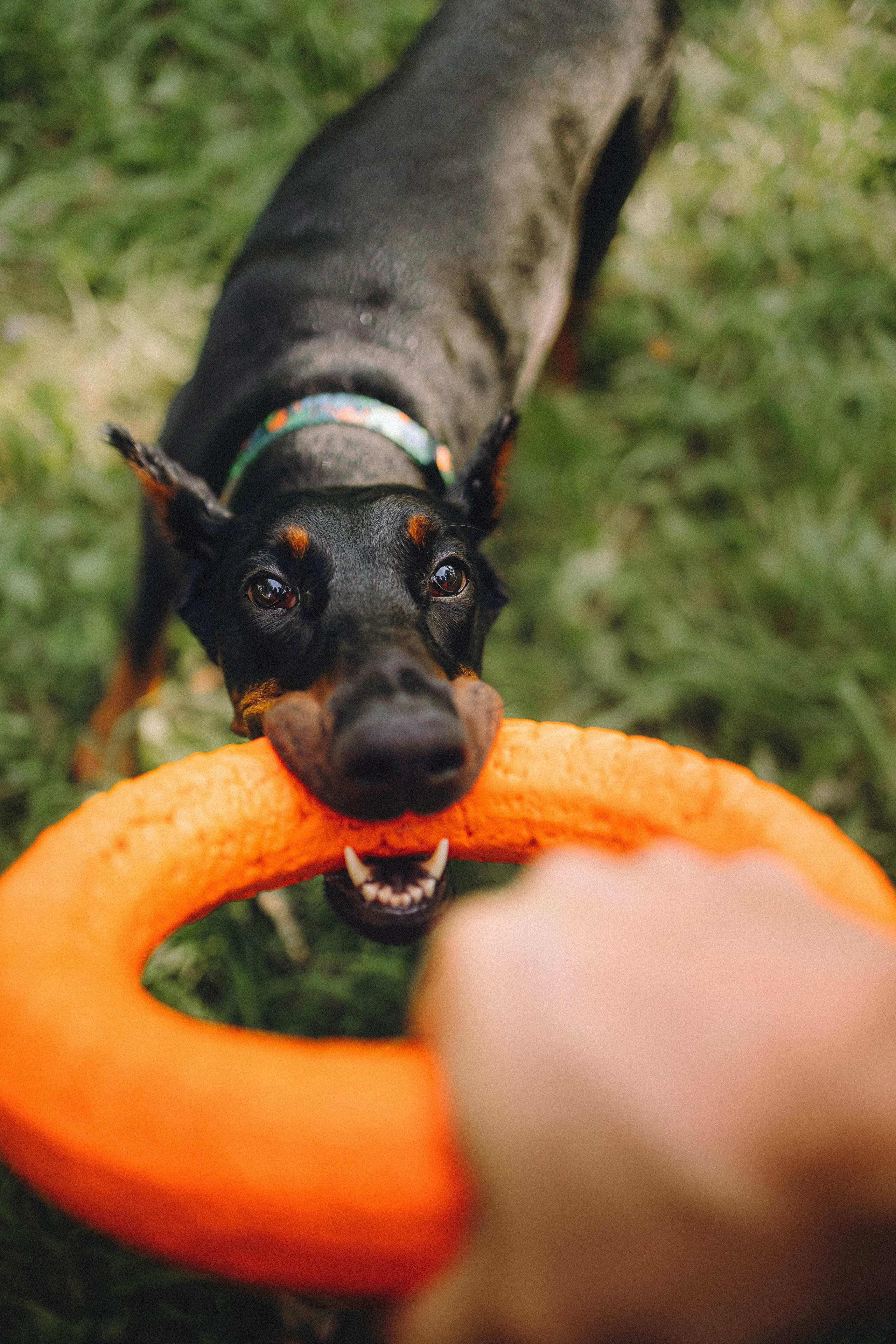 Паша и Хайди