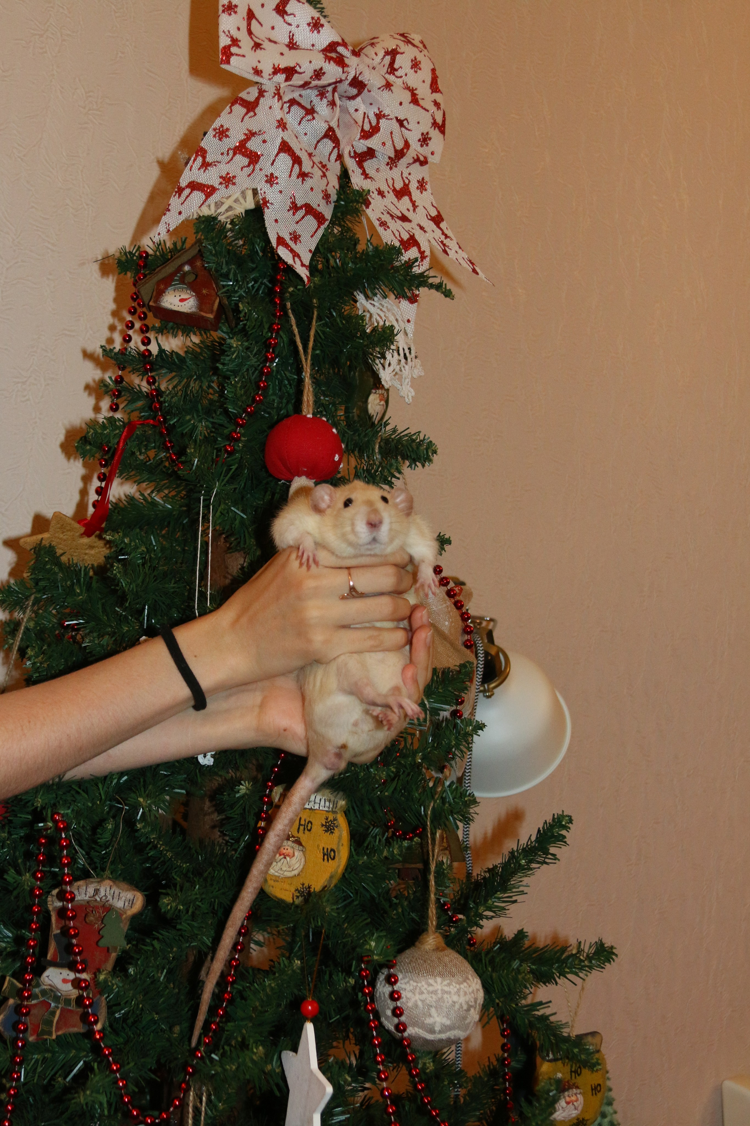 Съемка с питомцем