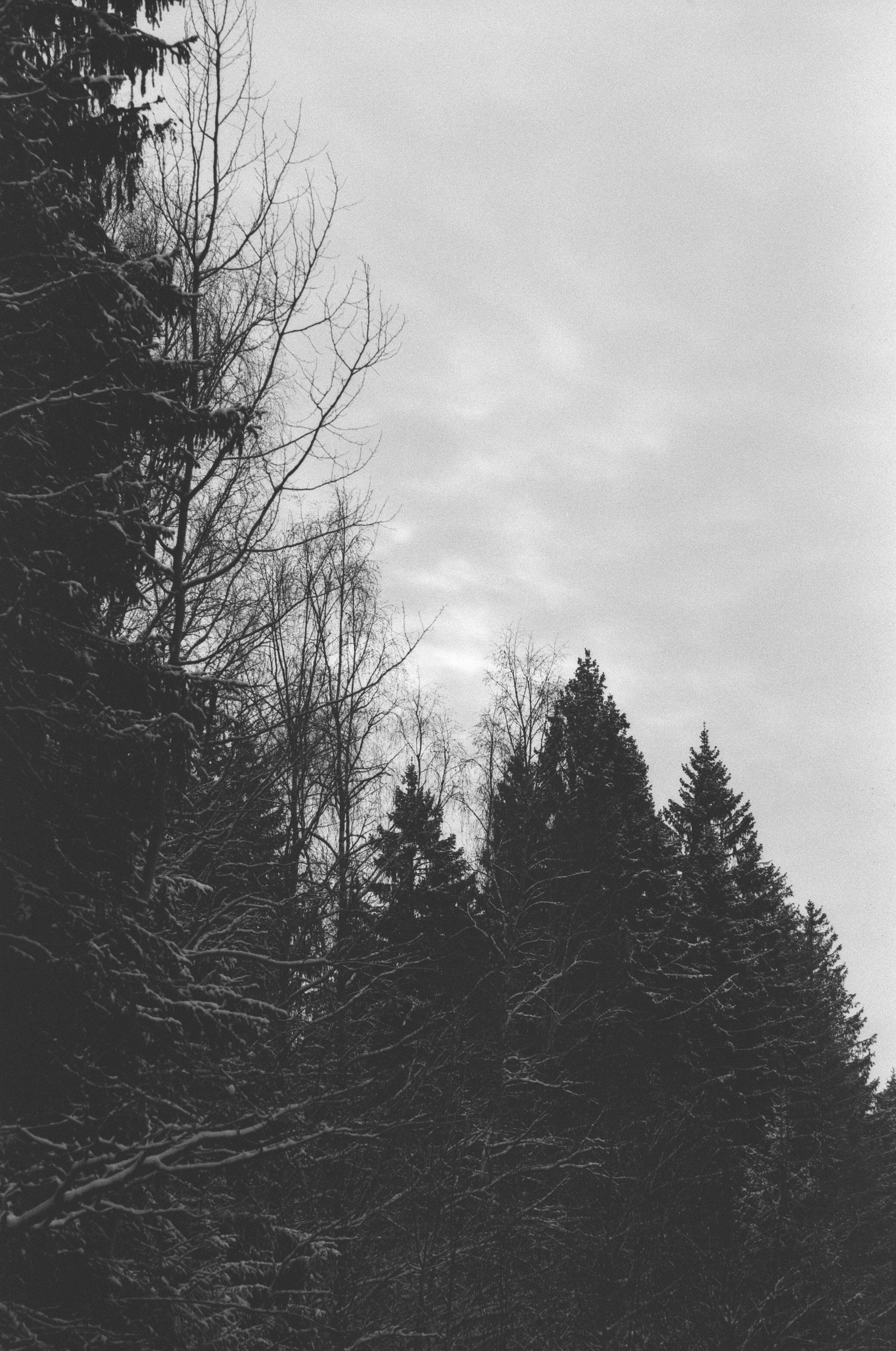 Contax N1 / Carl Zeiss Makro Sonnar 100 mm f/2.8 / Давыдовское