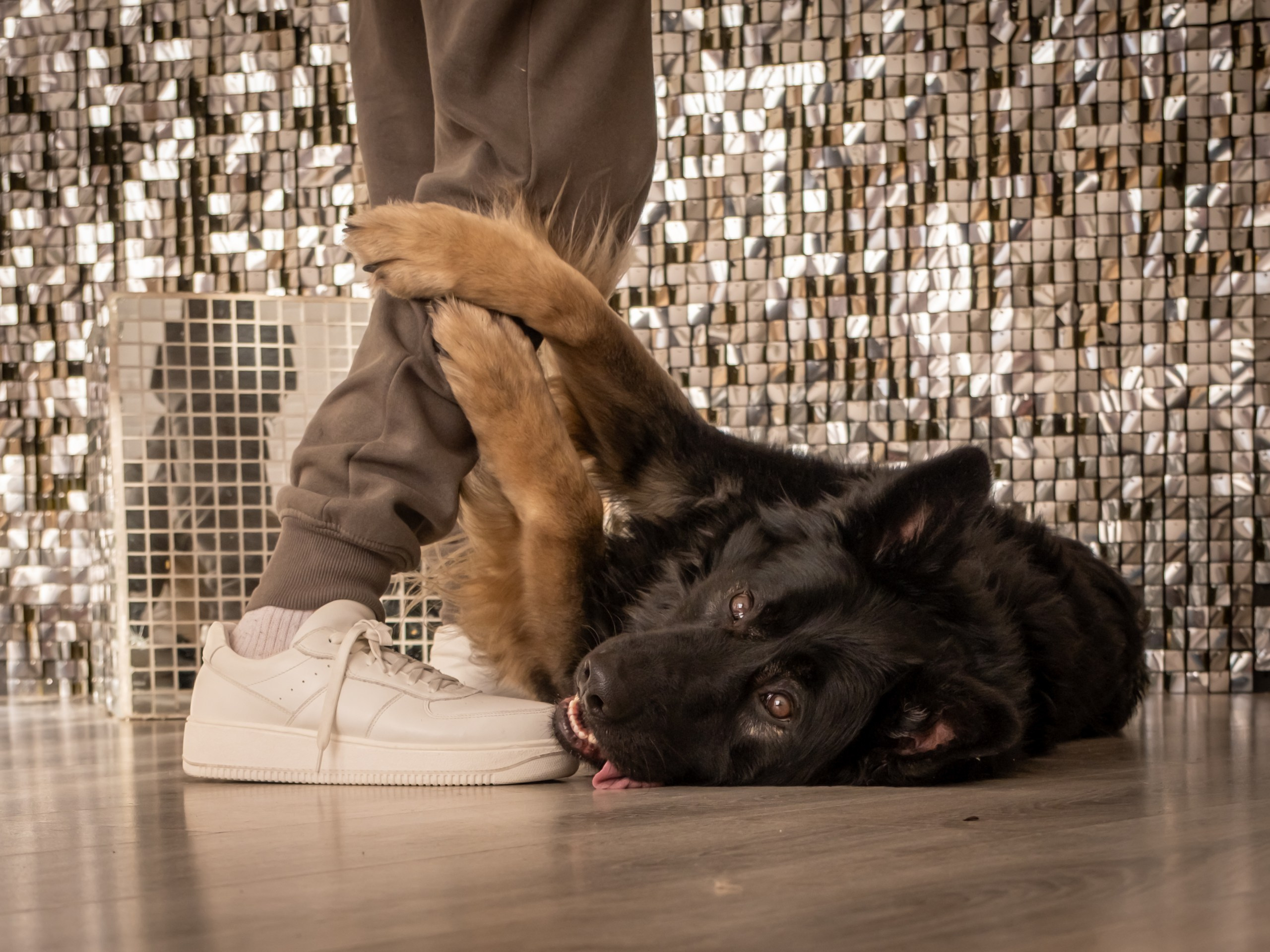 Аня и Грей)). Зоофотограф, фотограф животных в Москве и области Дина Дамоцева