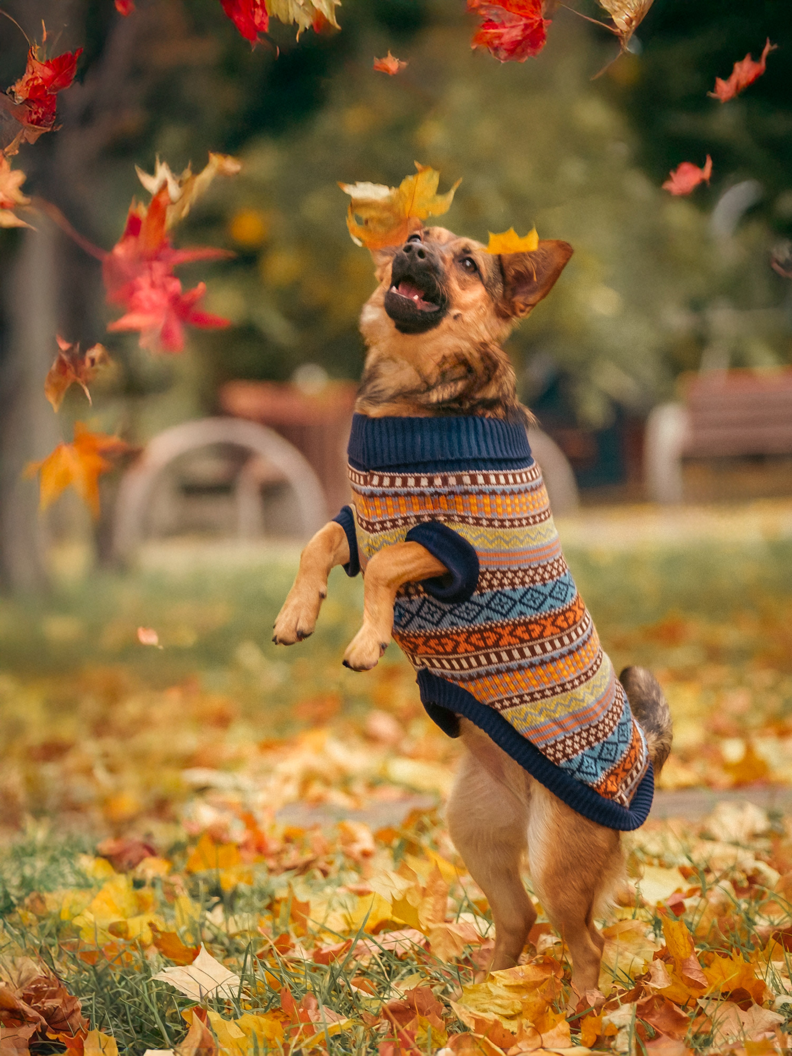 Осенняя Дося-модница). Зоофотограф, фотограф животных в Москве и области Дина Дамоцева