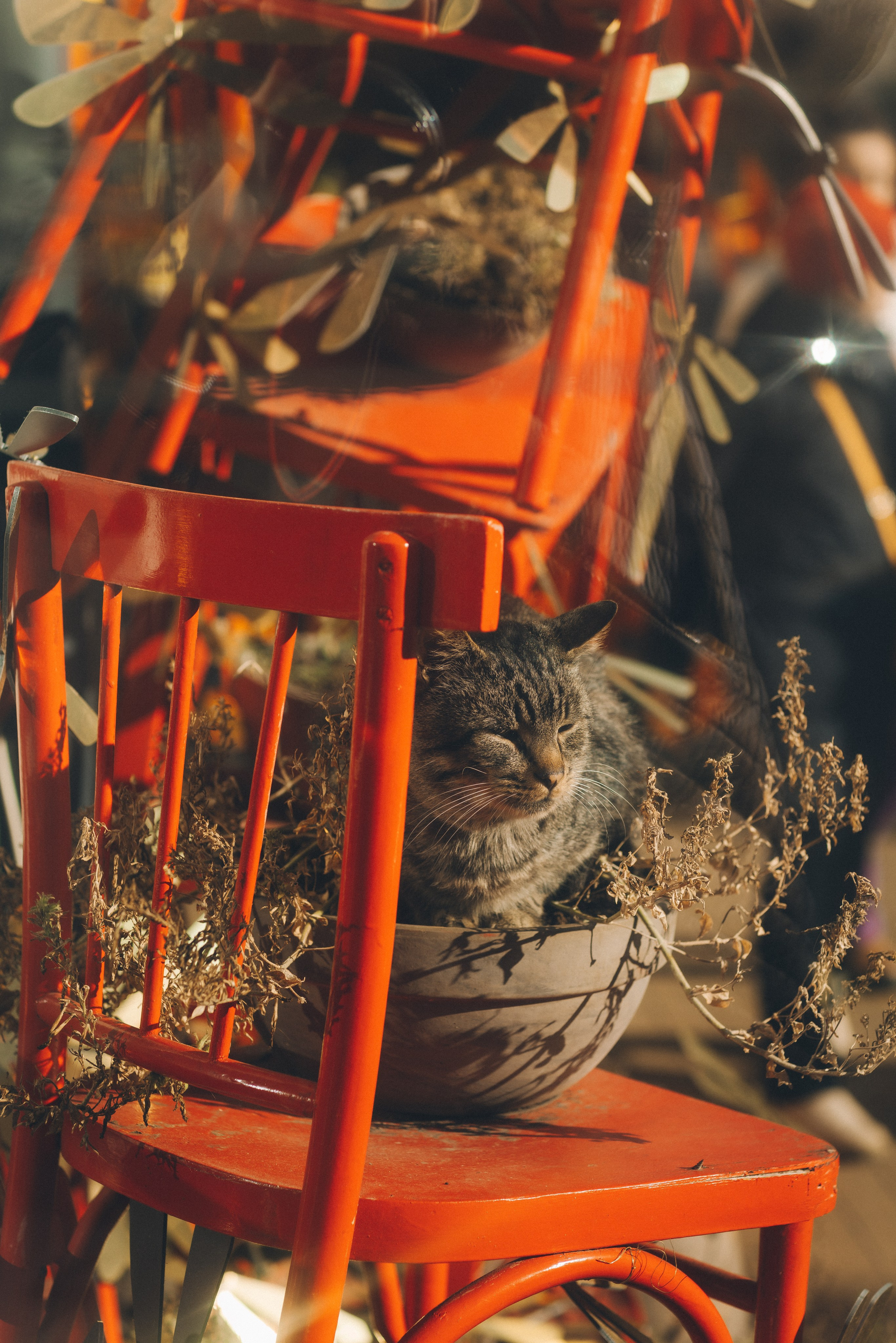 Коты Зеленоградска. Фотограф Зеленоградск Красильникова Елена