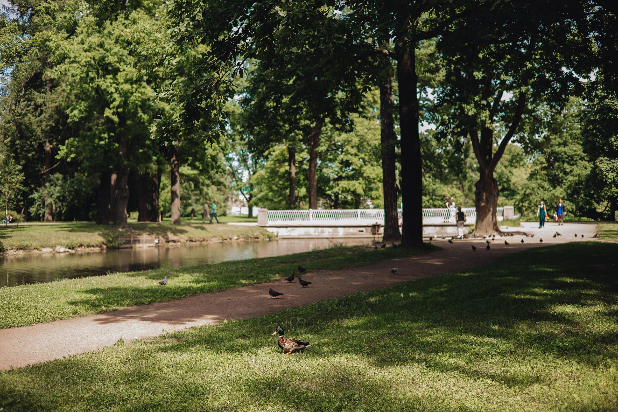 Саша & Настя. Полный день. Свадебный и семейный фотограф Пушкин Царское Село СПБ Питер Санкт-Петербург и Рязань Ольга Козлова