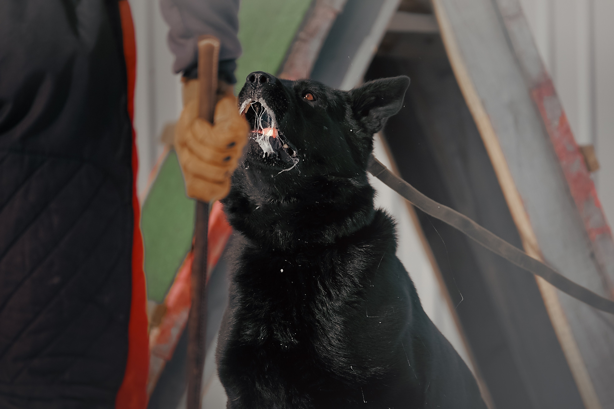 Репортажная съемка. Фотограф-анималист Нижний Новгород