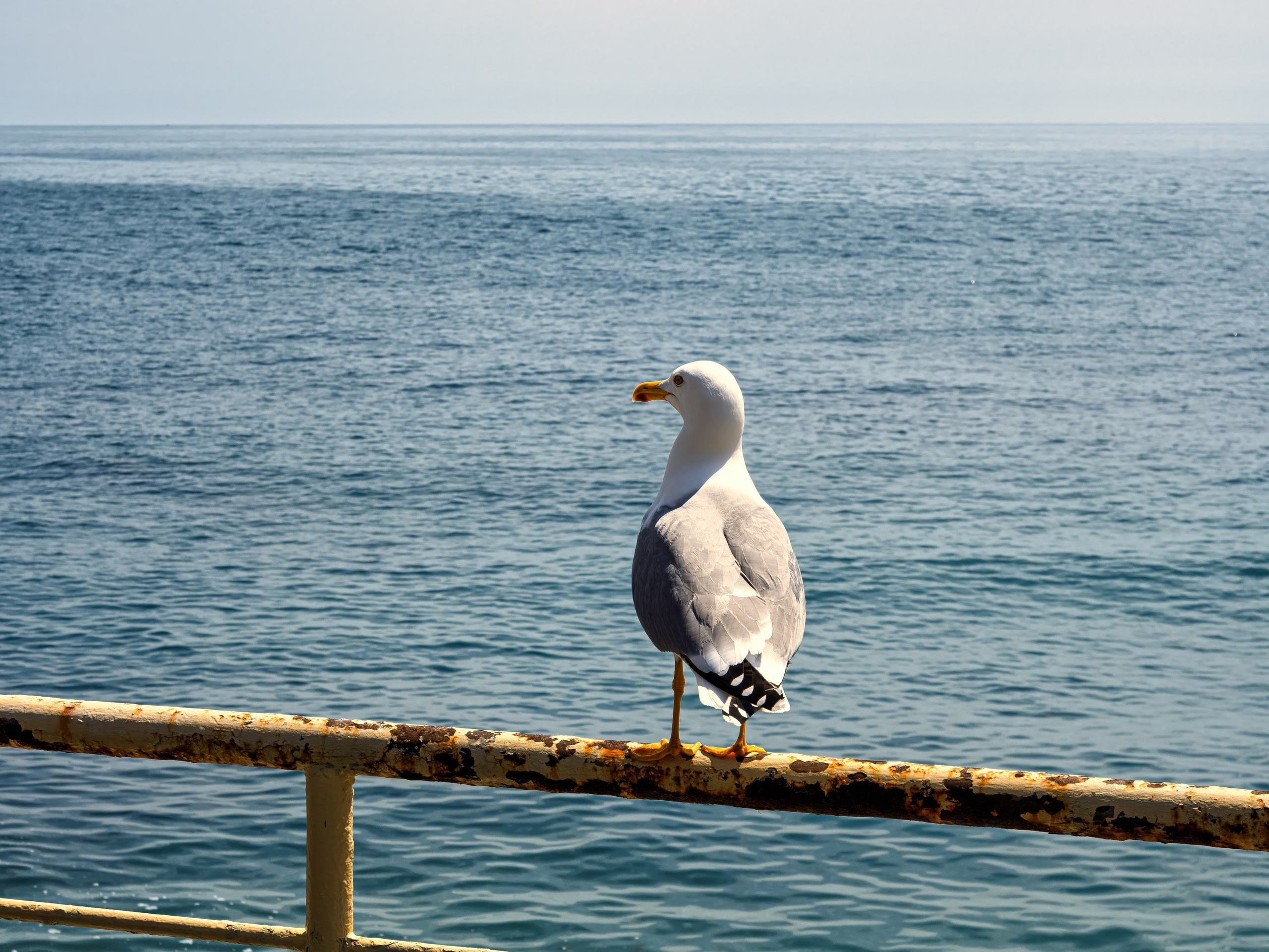 Крым, Утес, 2021 год. Фотограф Никифоров-Гордеев Сергей. Москва и МО
