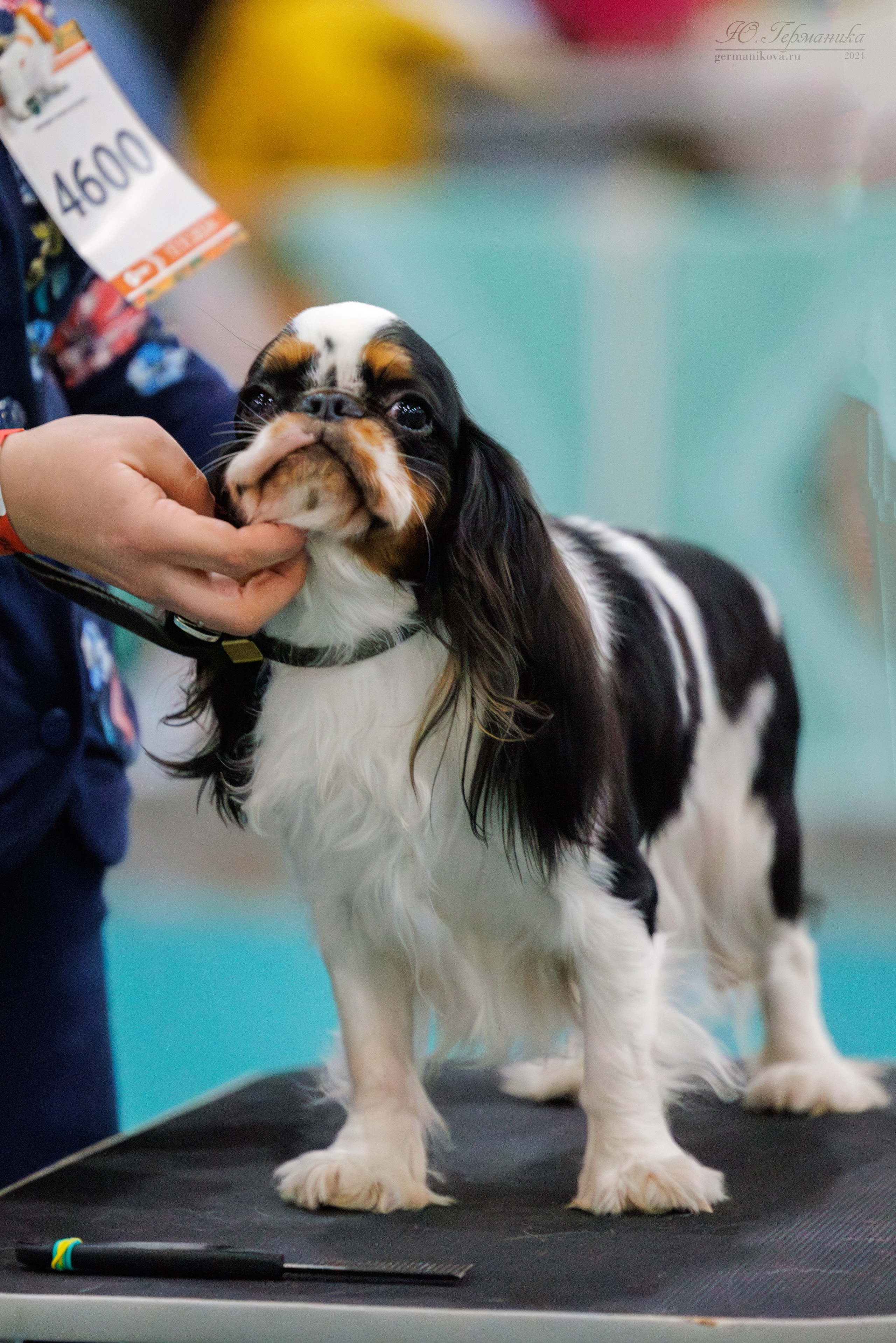 Евразия 16-17.11.2024. Фотограф-анималист Юлия Германика