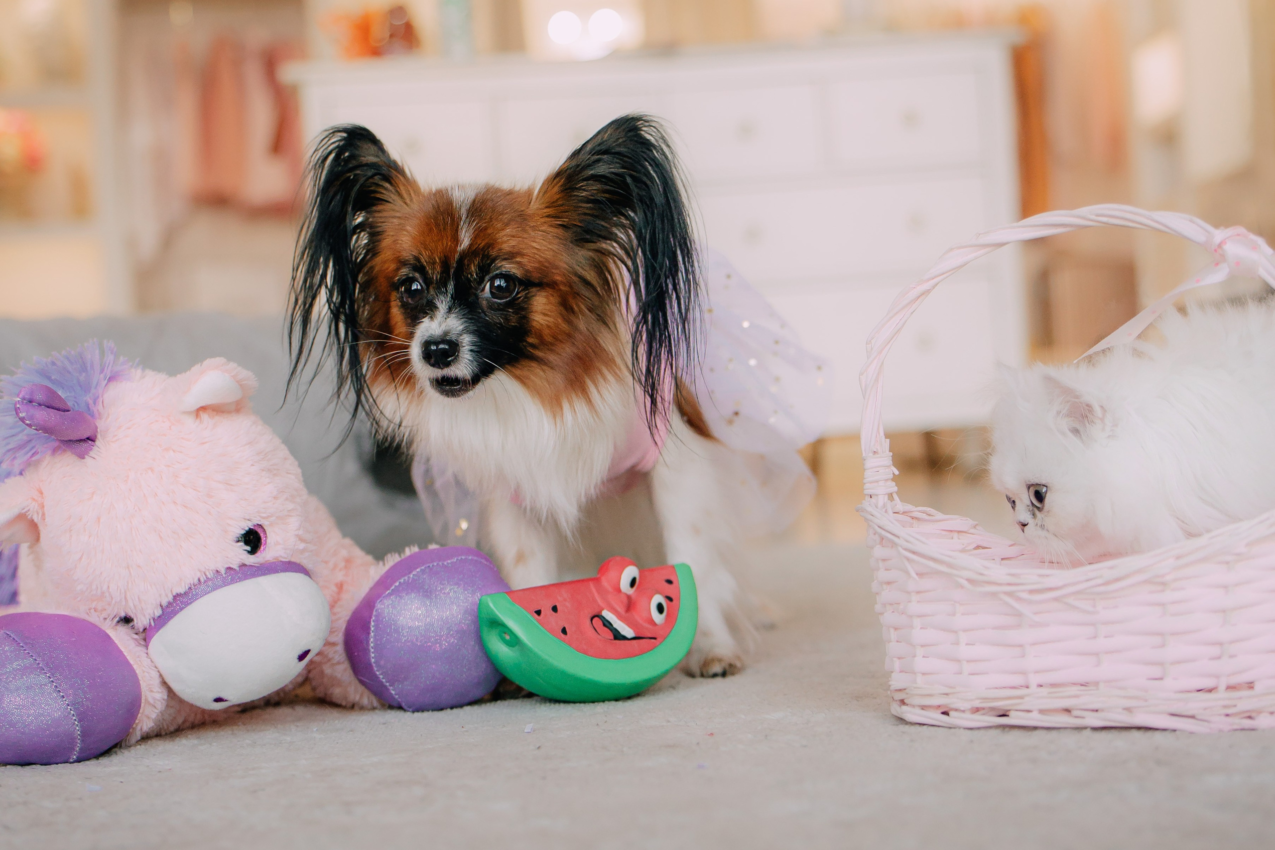 Султан, Мэй Мэй и Шанталь и их семья