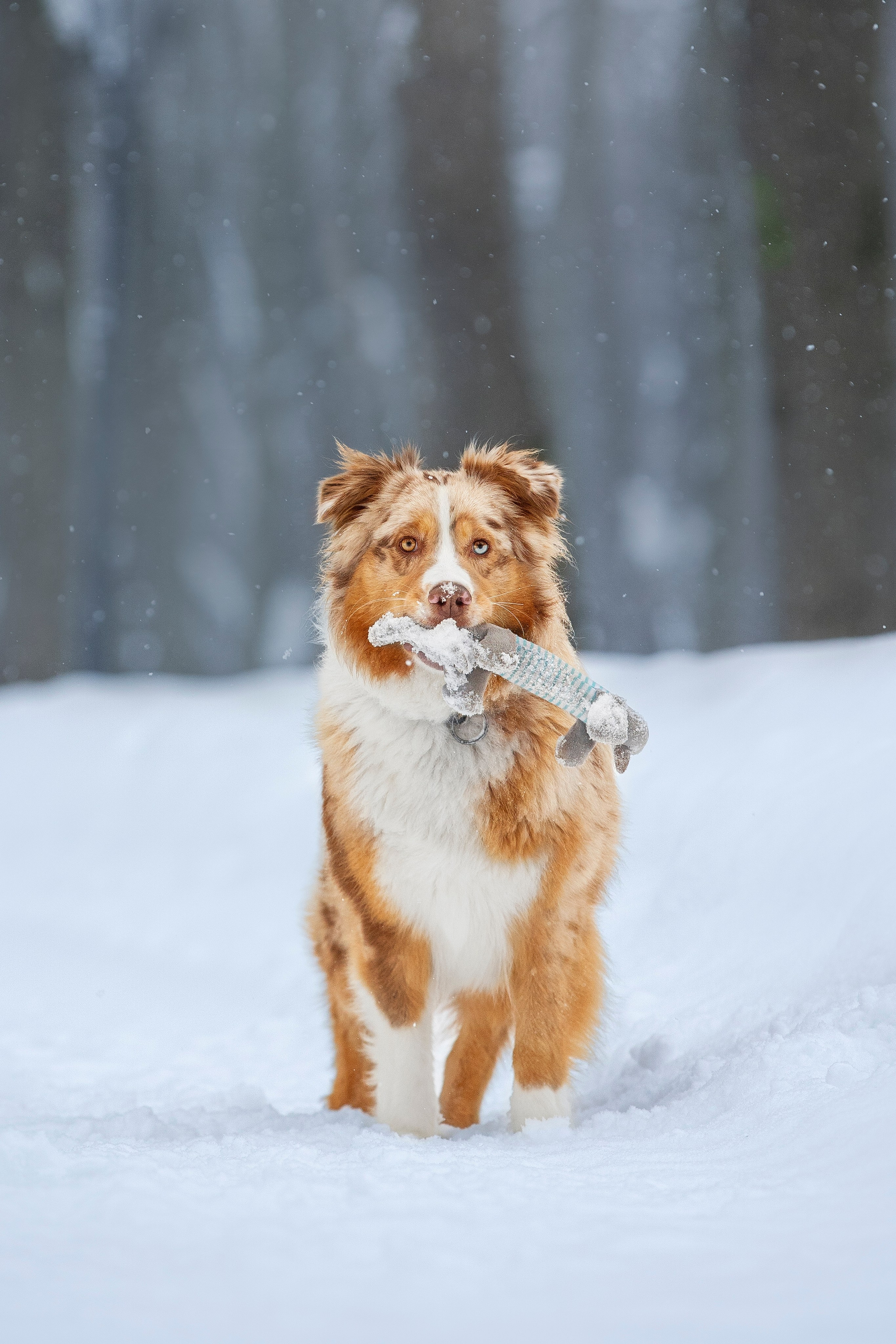 Настя, Игорь, Тесс и Марс. Фотограф анималист в Москве Майорова Евгения