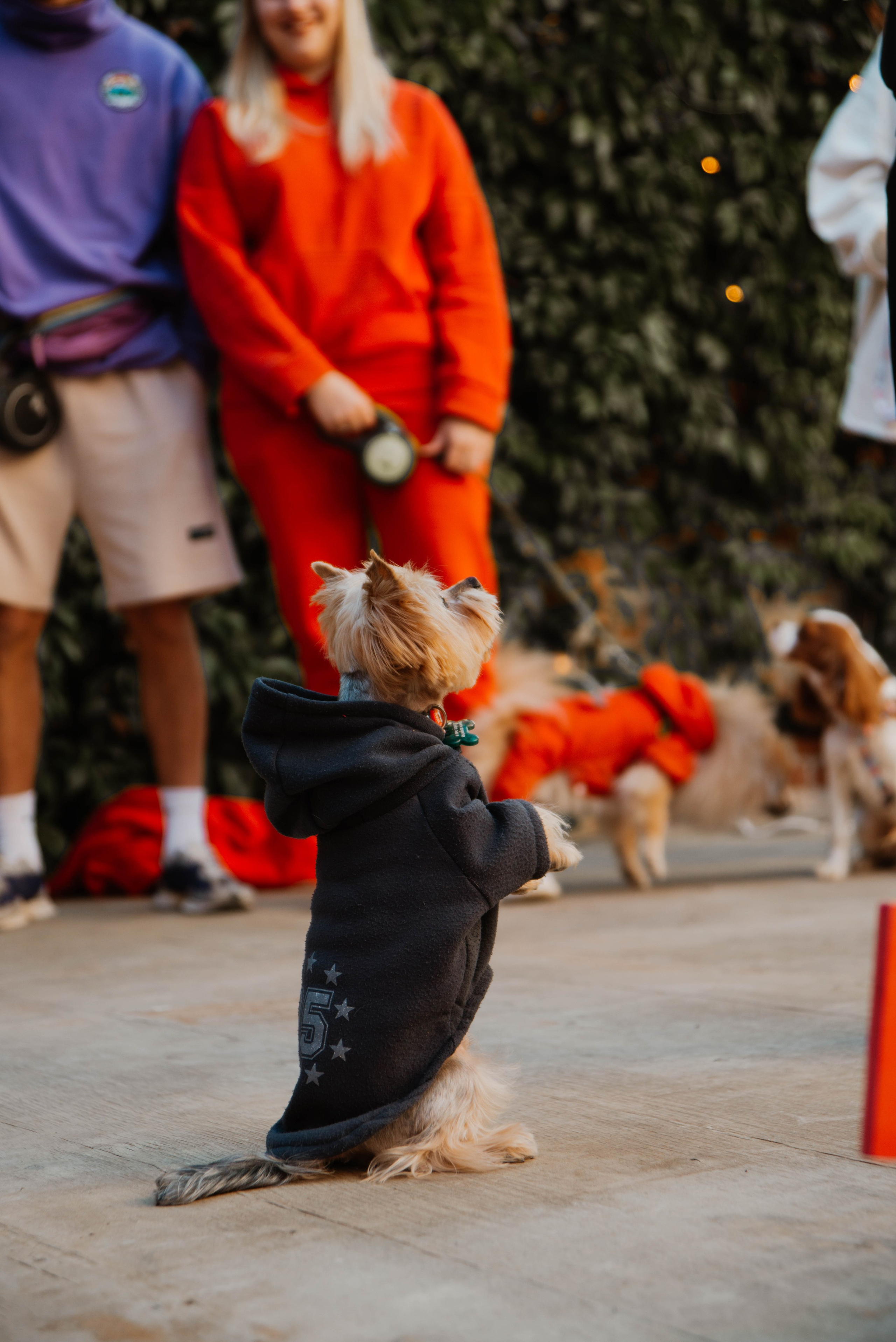 Дог-вечеринка на летнике «Кутёж». Ксения Glossa. Портретный и репортажный фотограф в Самаре