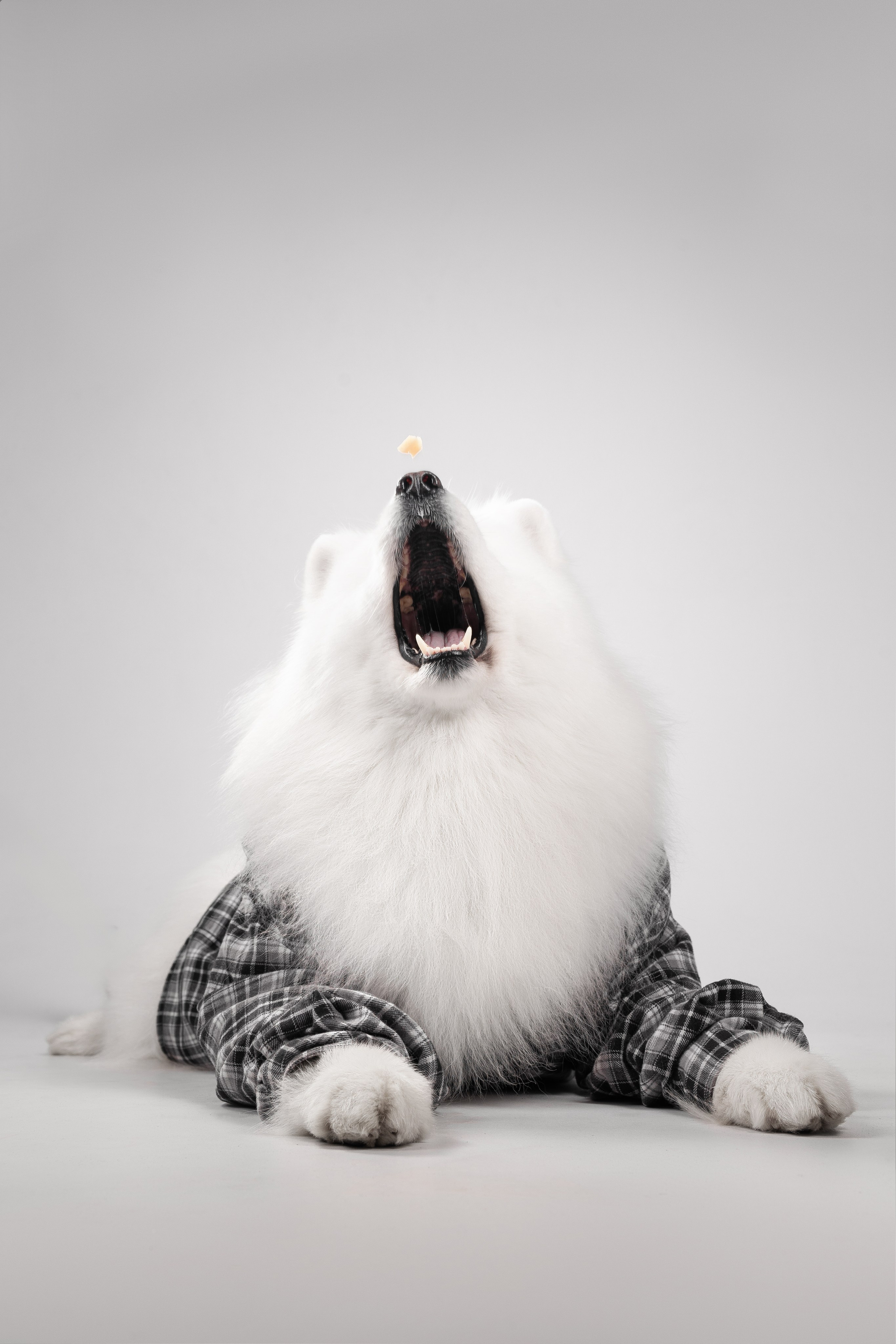 Самоеды в студии. Фотограф анималист в Москве Майорова Евгения