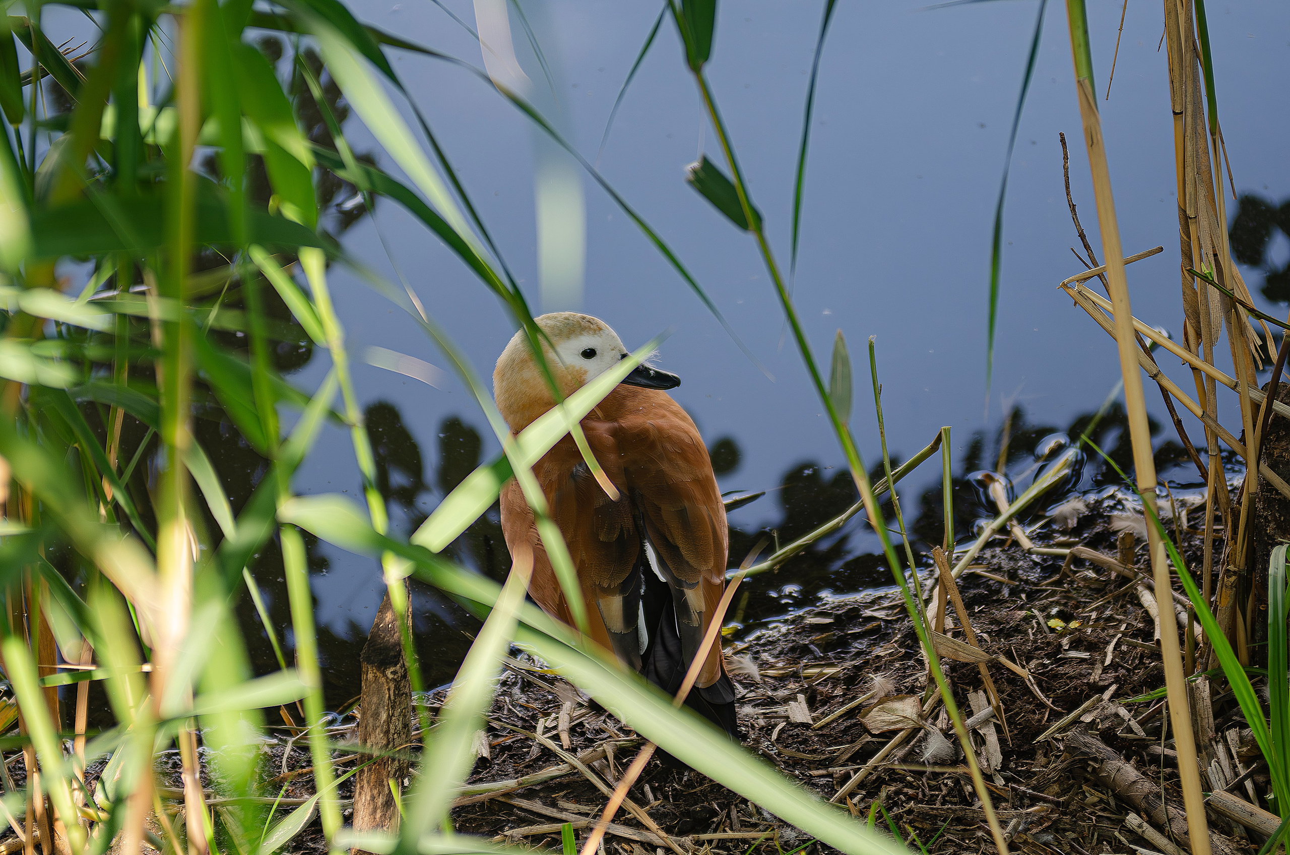 Птицы.Животные. Sreda fotoArt