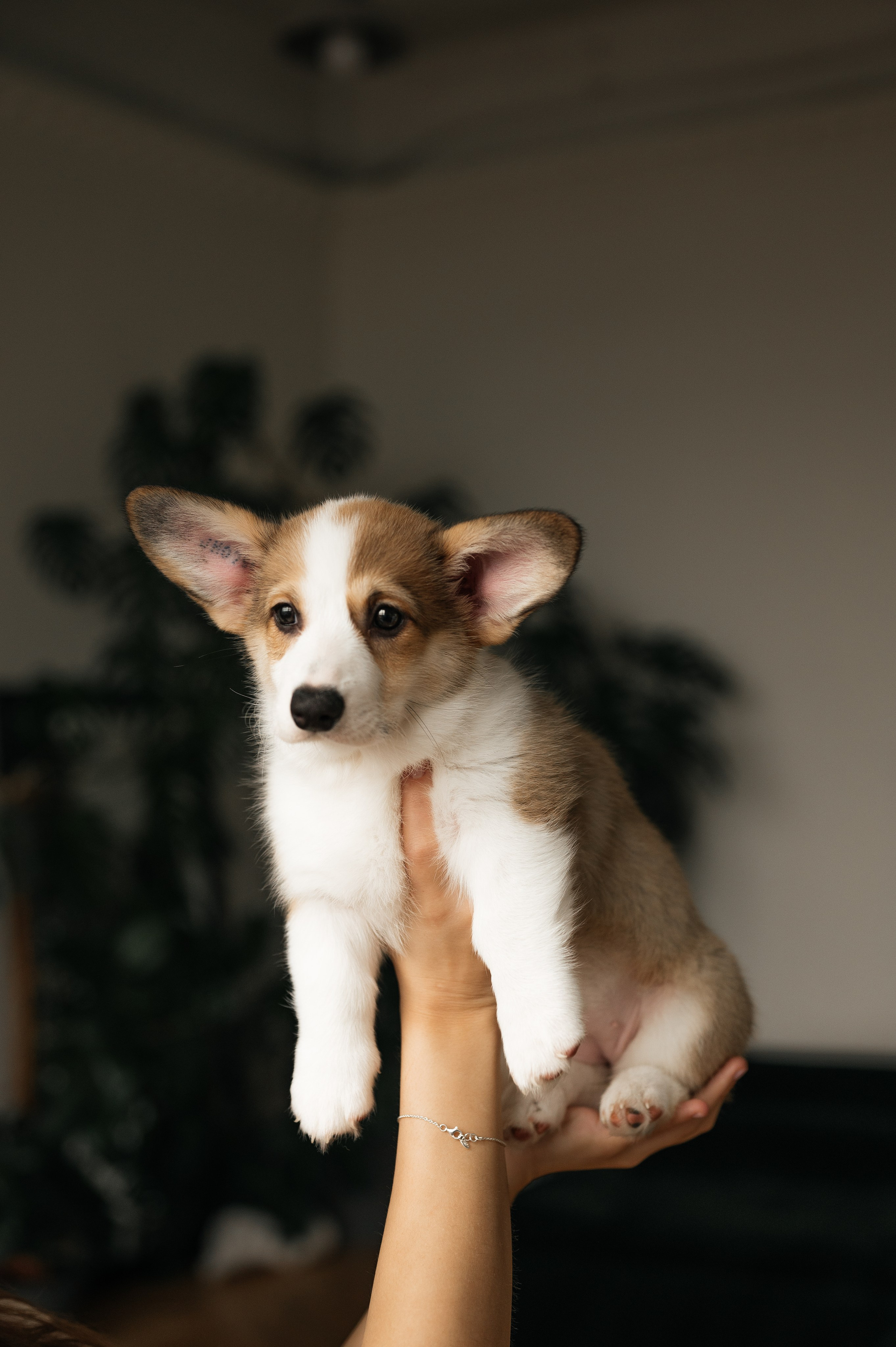 Миша, Маша и Боня. Свадебный и семейный фотограф в Краснодаре Алина Мельник