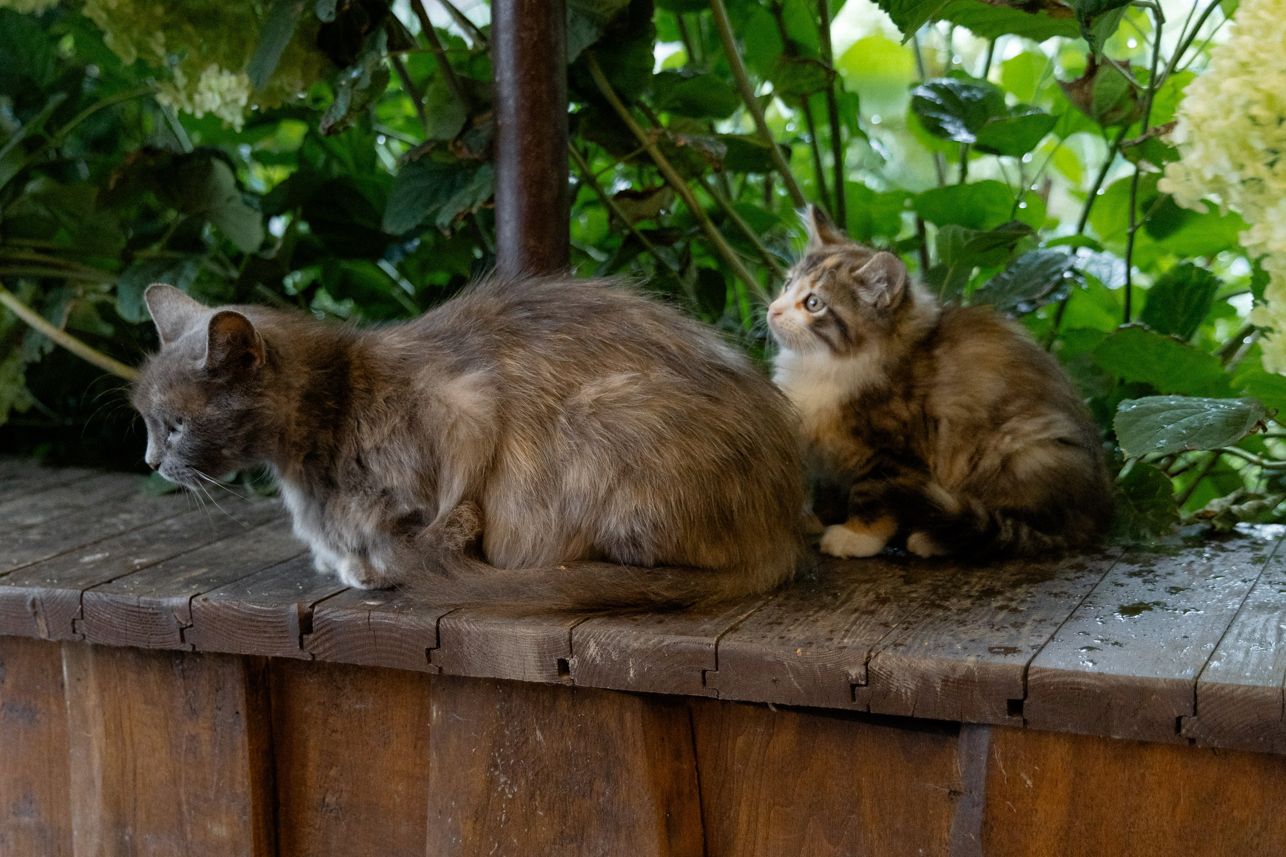 Свадебная фотосессия в агроусадьбе Лабодянка в Минске. Свадебный фотограф в Минске/Беларуси Сергей Спиридонов