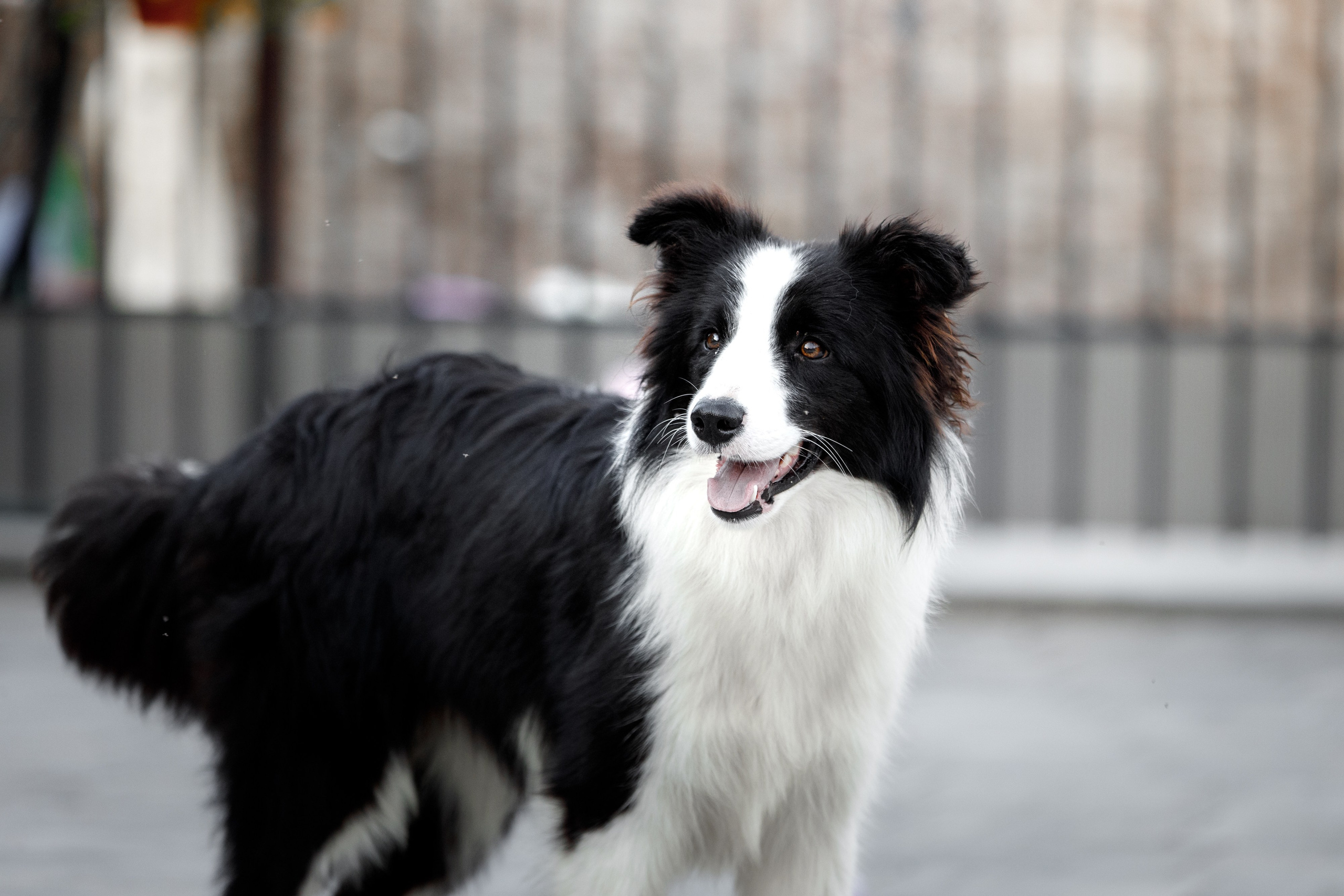 Болтовня в саду. О нас