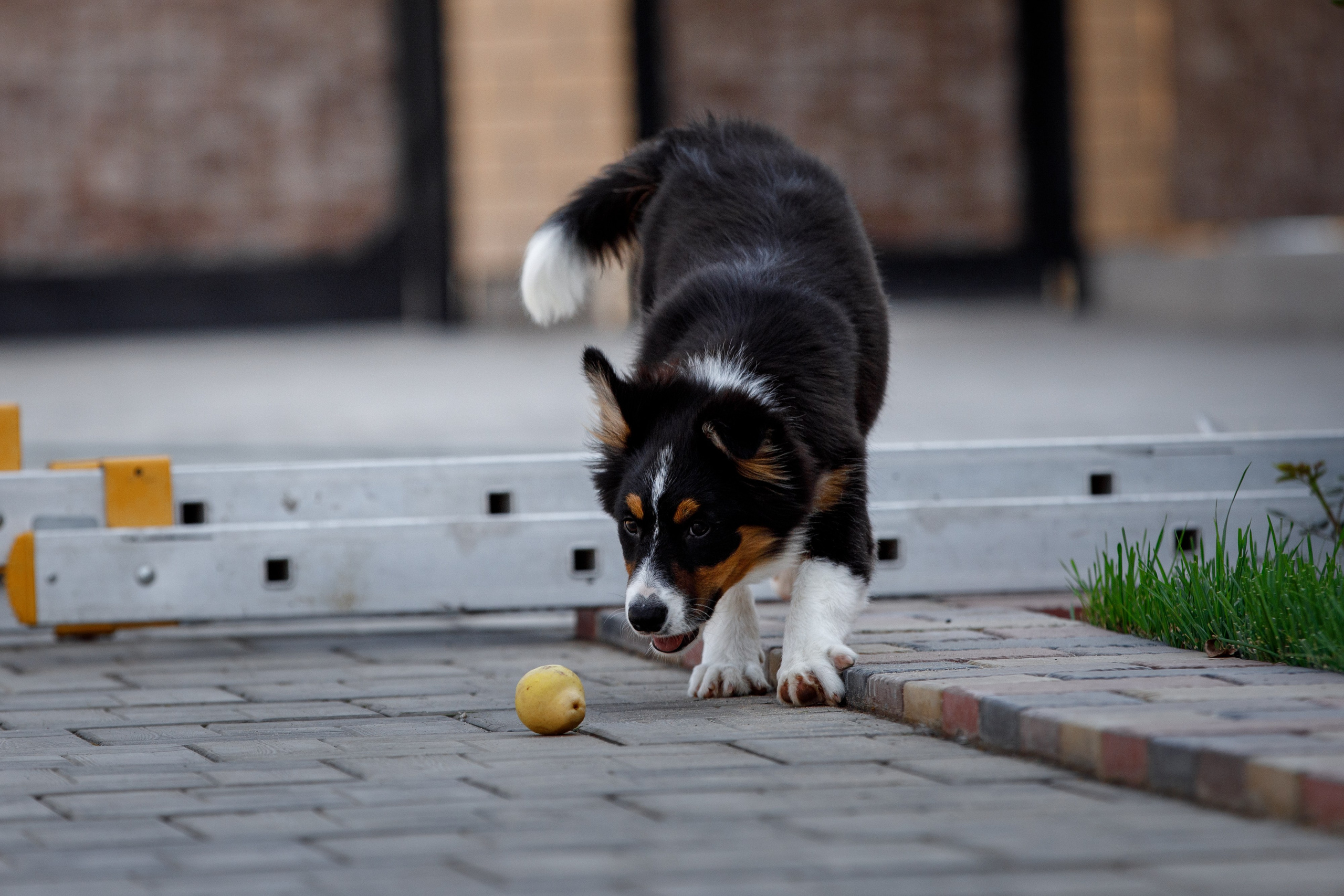 Смешарики. О нас