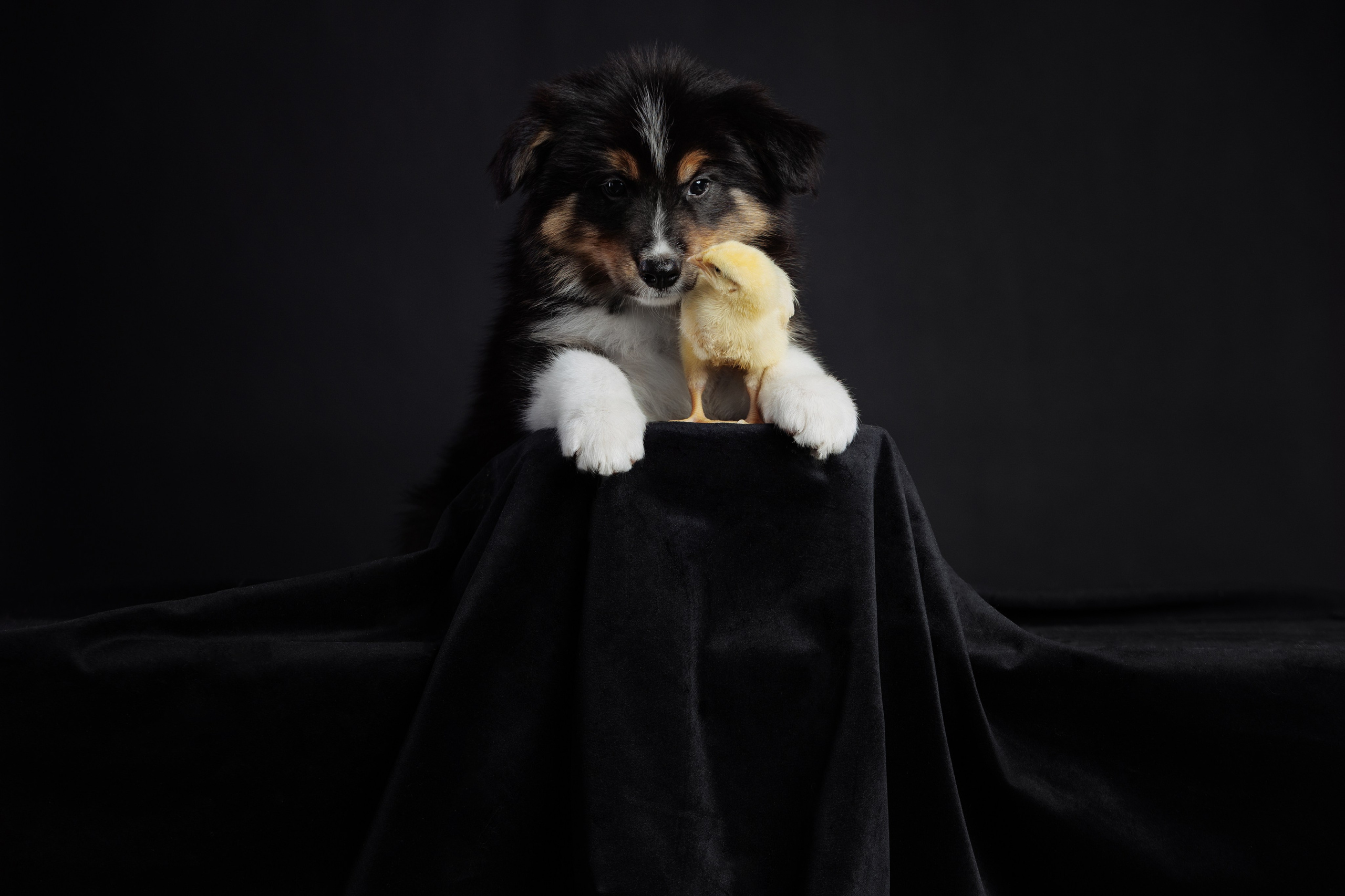 С цыпами. О нас