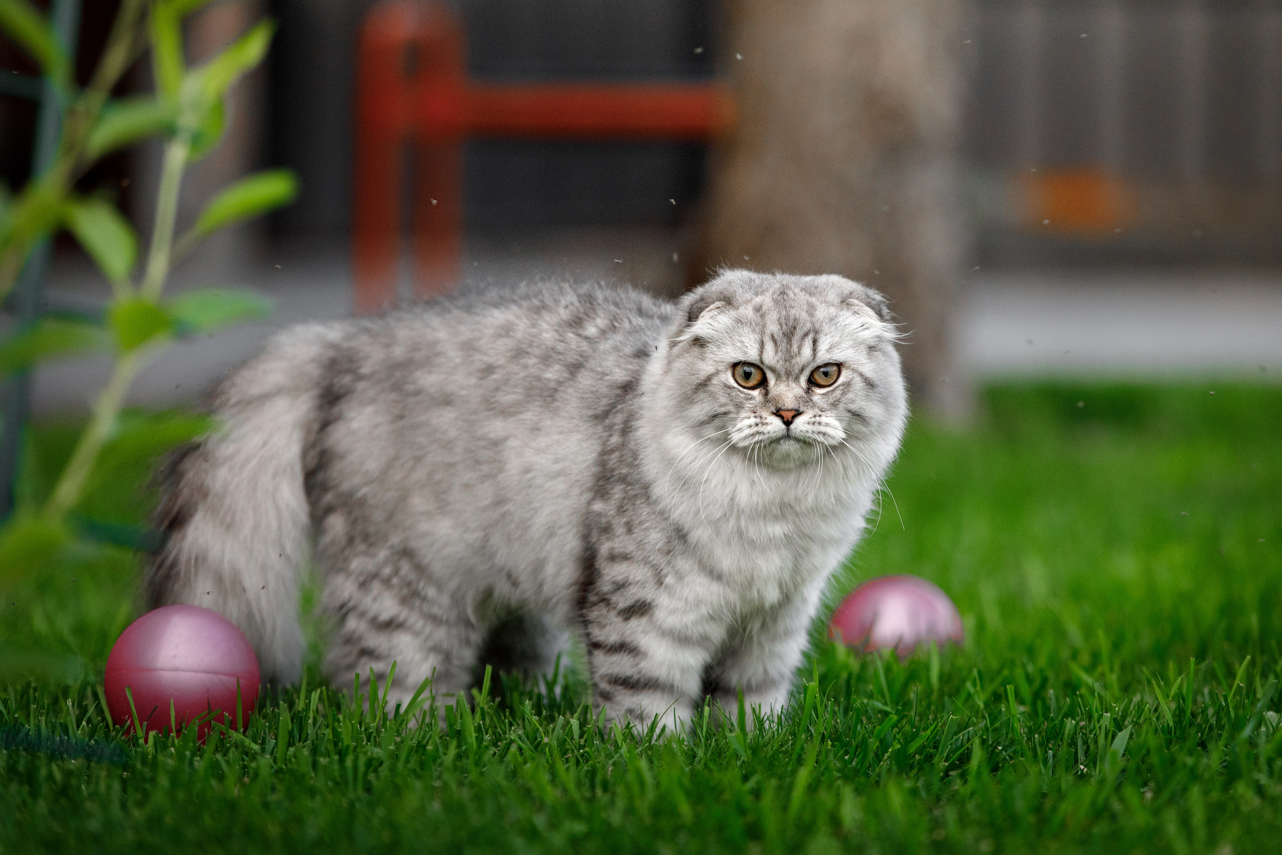 Болтовня в саду. О нас