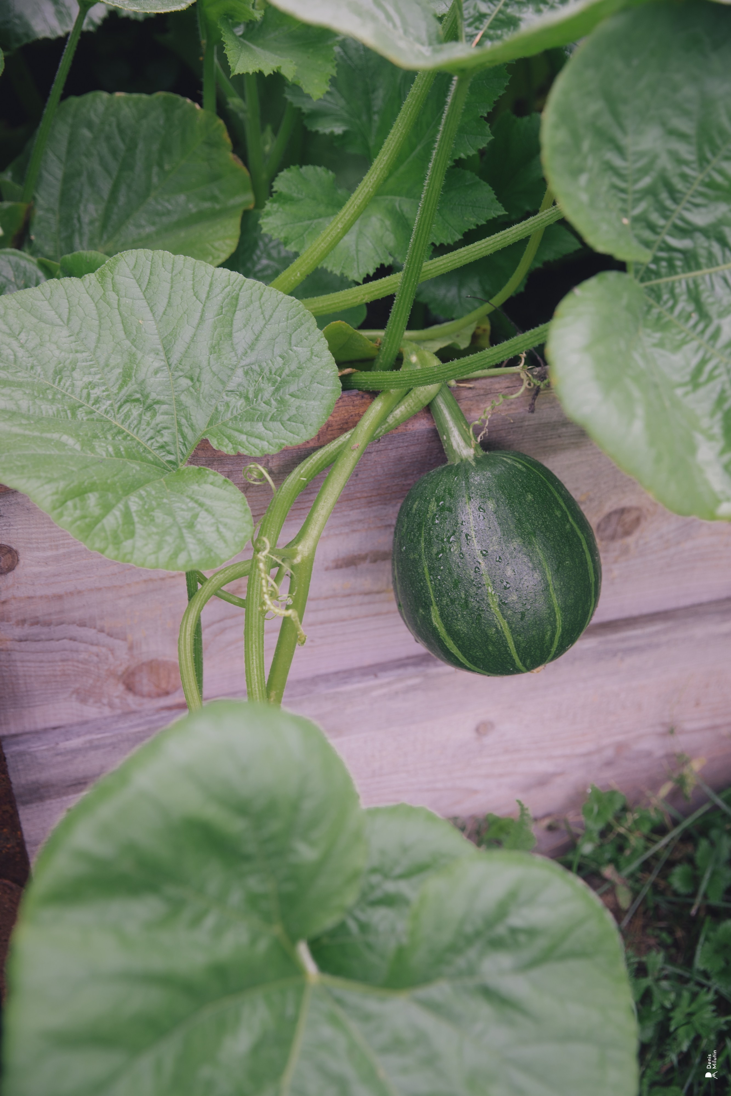 Женский Митрофаниевский скит Важеозерского мужского монастыря. Портретный фотограф Денис Милютин