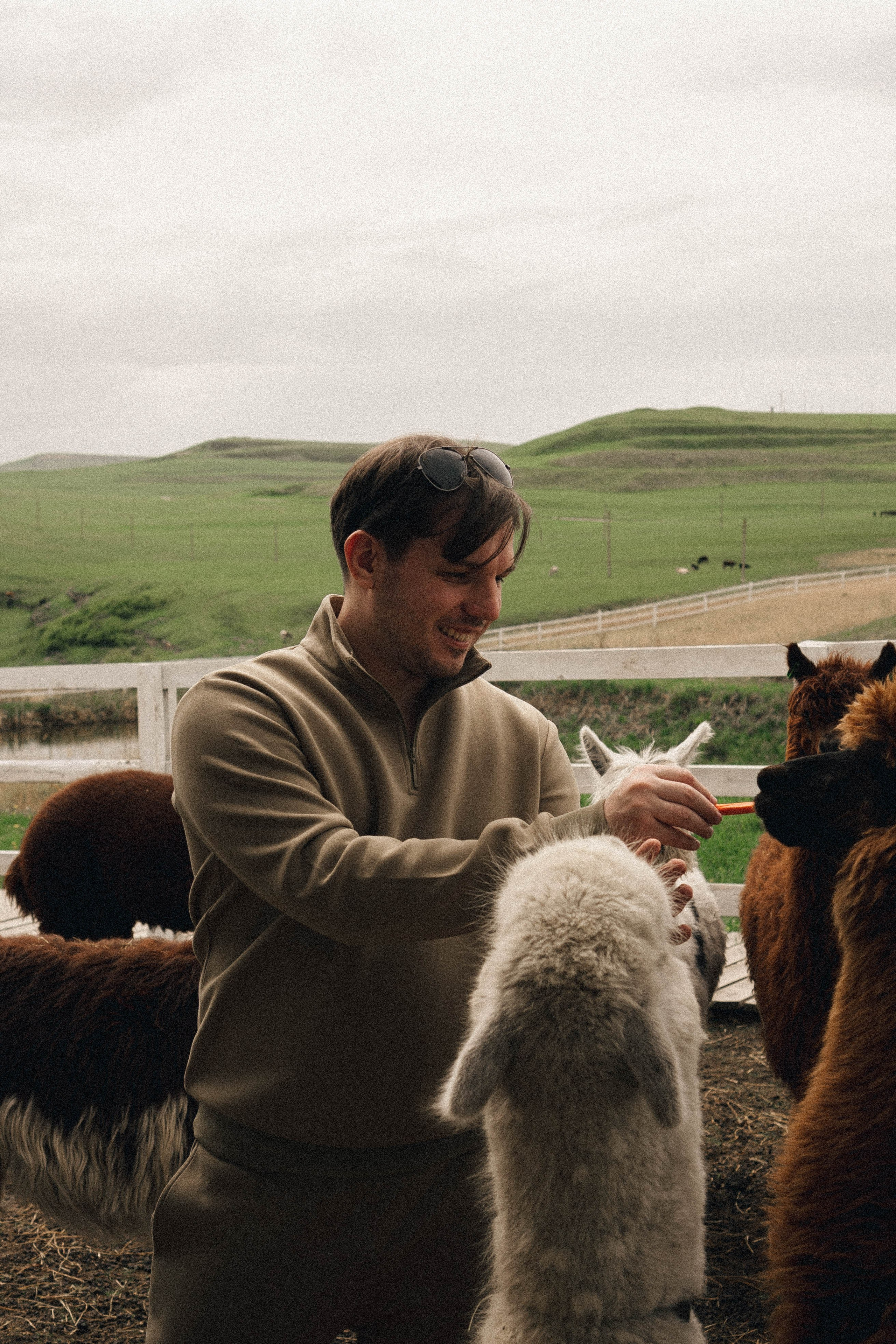Ферма Альпак. Профессиональный фотограф, Санкт-Петербург — Виктория Богомолова