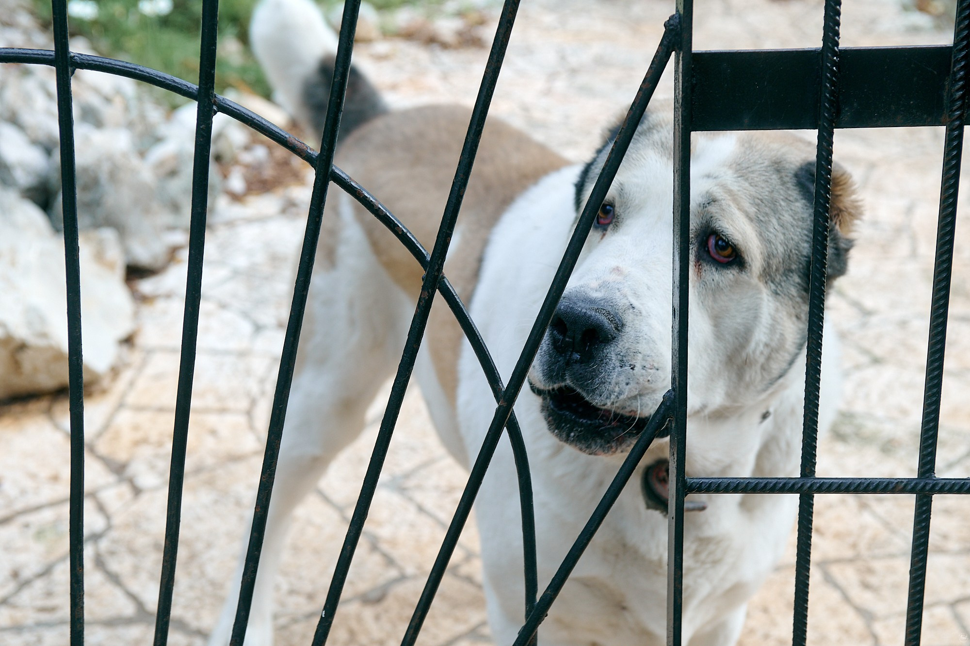 Гагра, Абхазия. Декабрь 2024. Фотографии отовсюду и обо всем