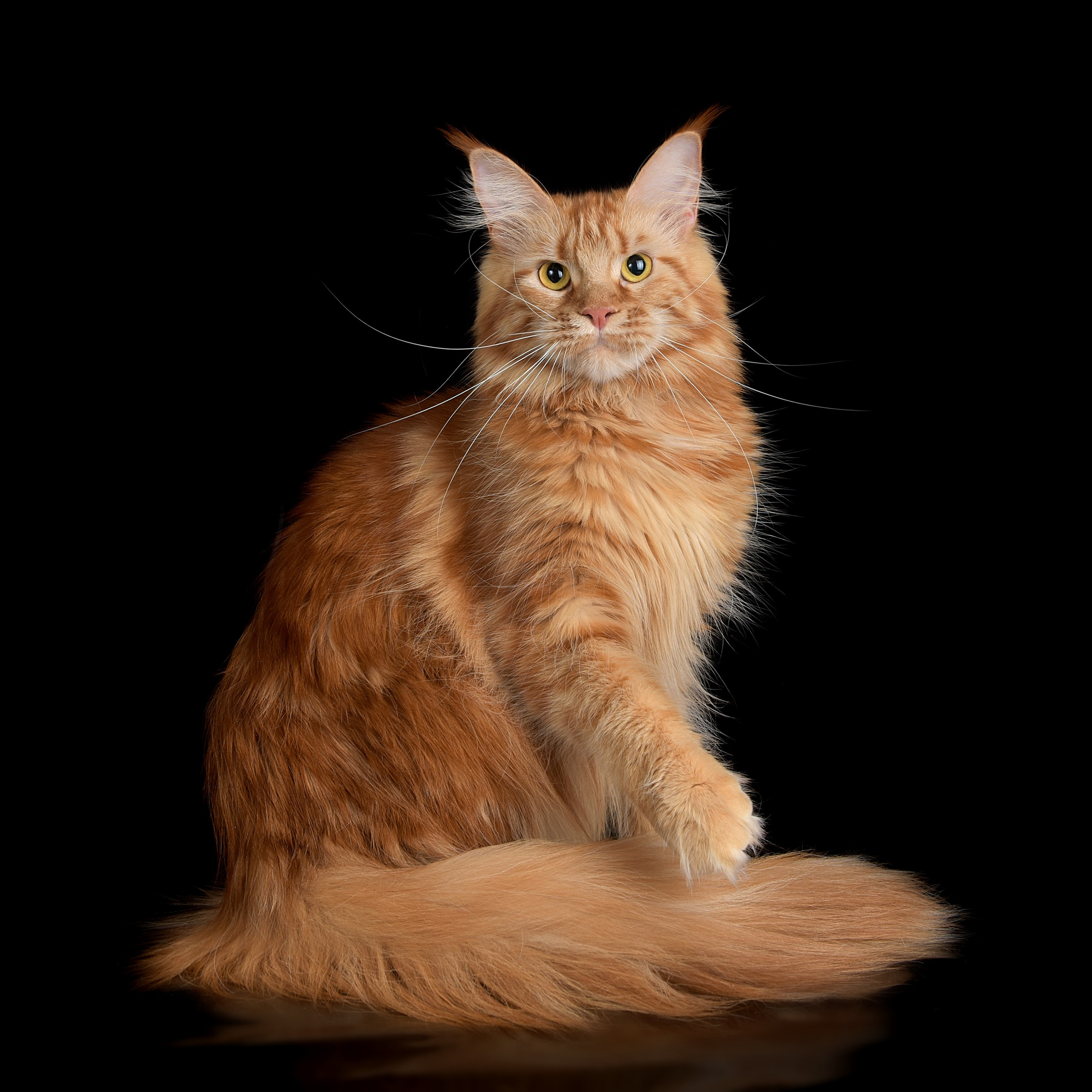 Взрослые. Фотограф анималист | семейный Юлия Вакуленко, г. Краснодар