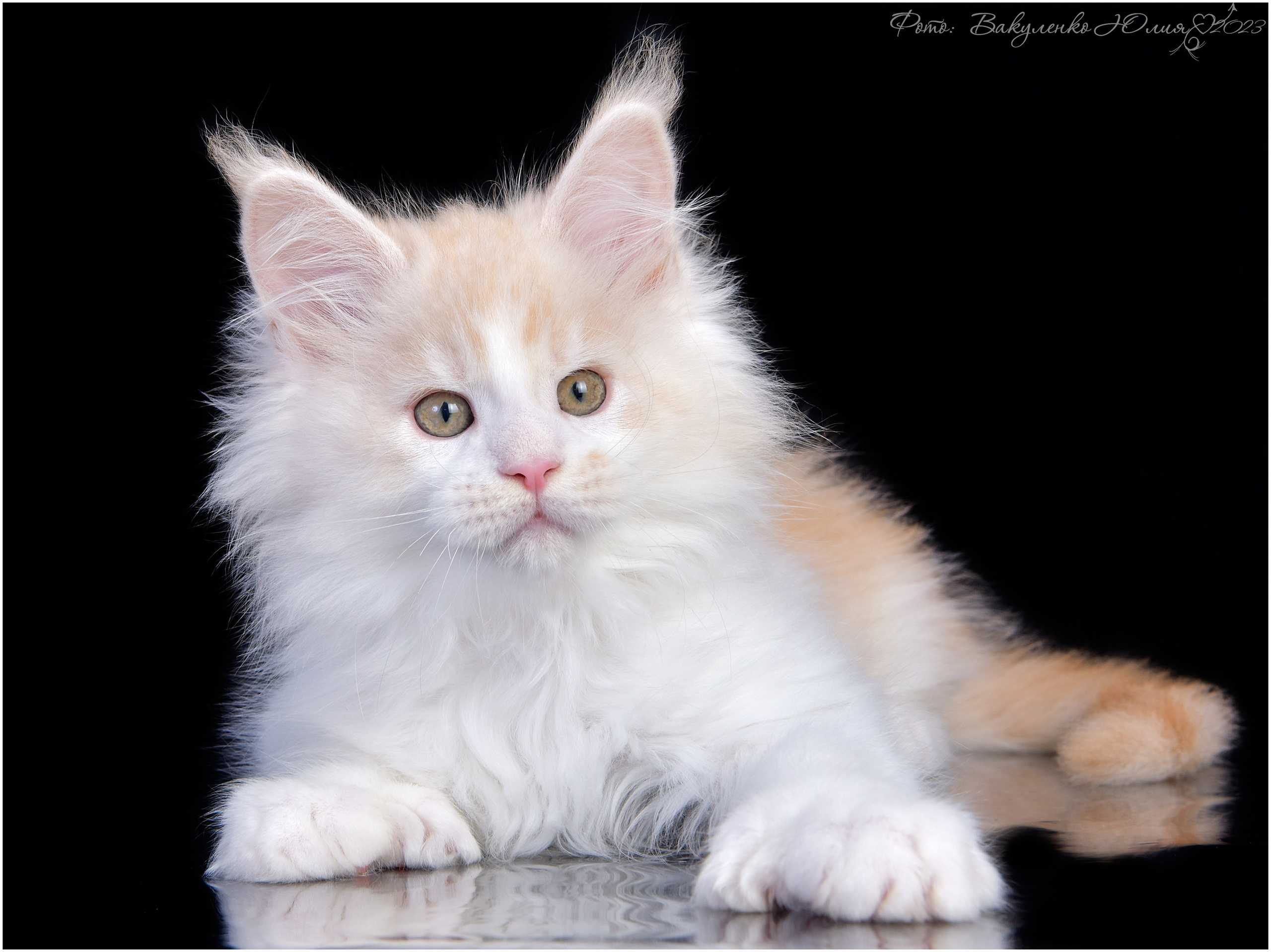 Котята. Фотограф анималист | семейный Юлия Вакуленко, г. Краснодар