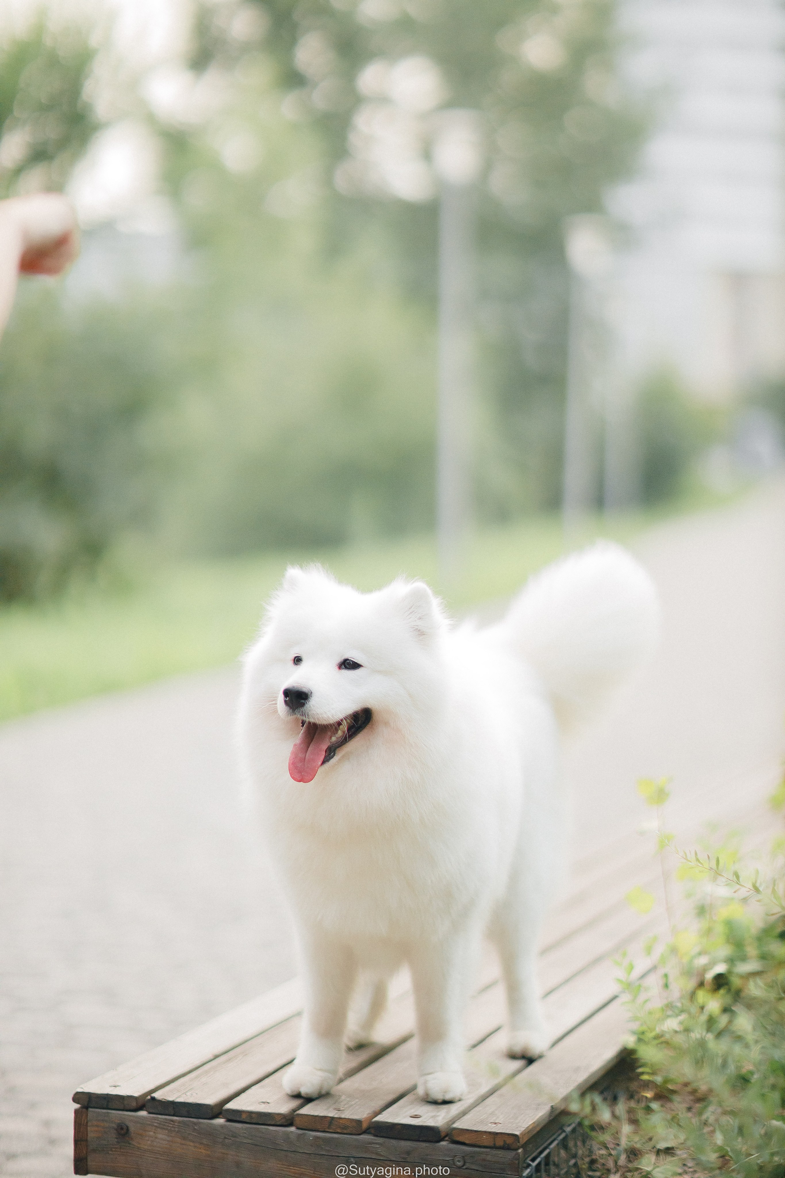 Самоед Рея. Свадебный и женский фотограф