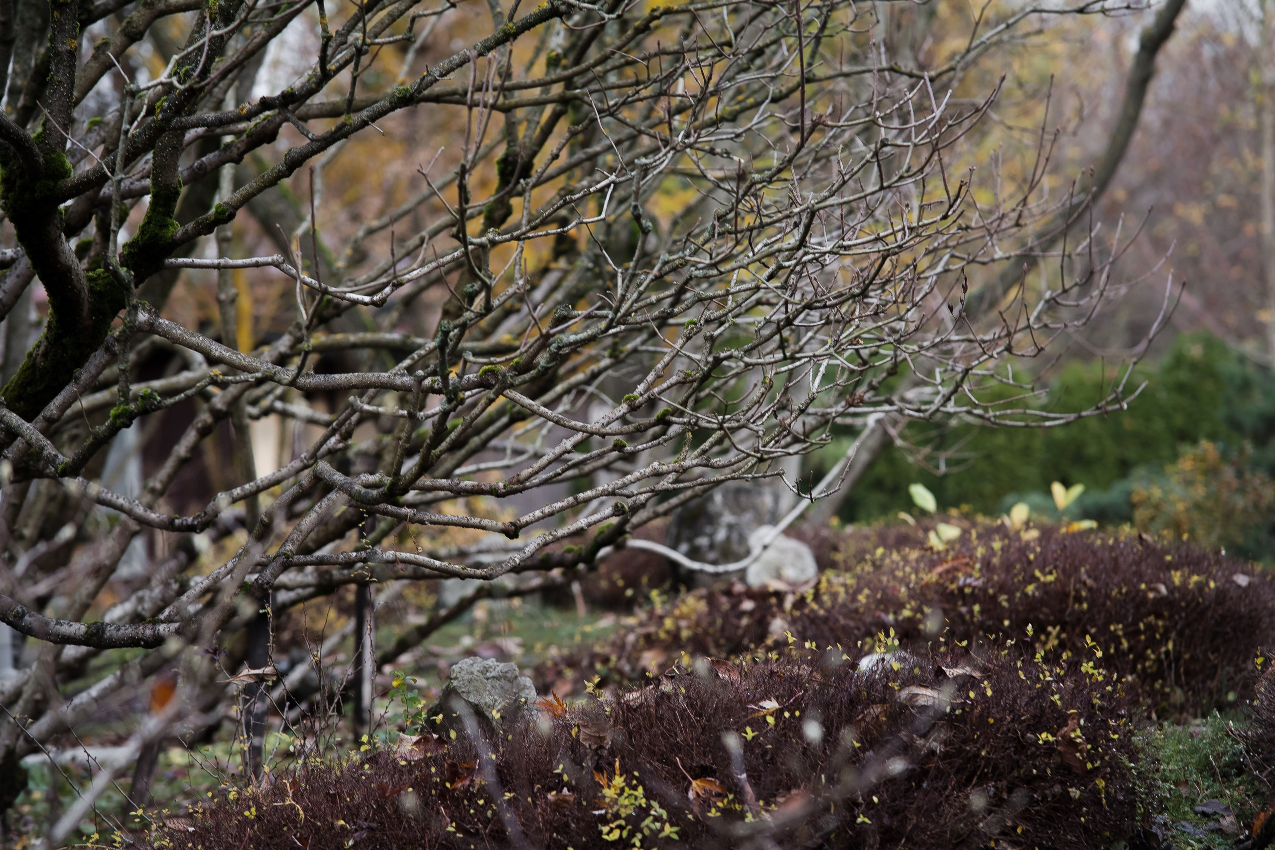 Личный сад Елены Асташкиной (осень). Фотограф Виталий Туманов. Туманов Виталий — фотограф Москва