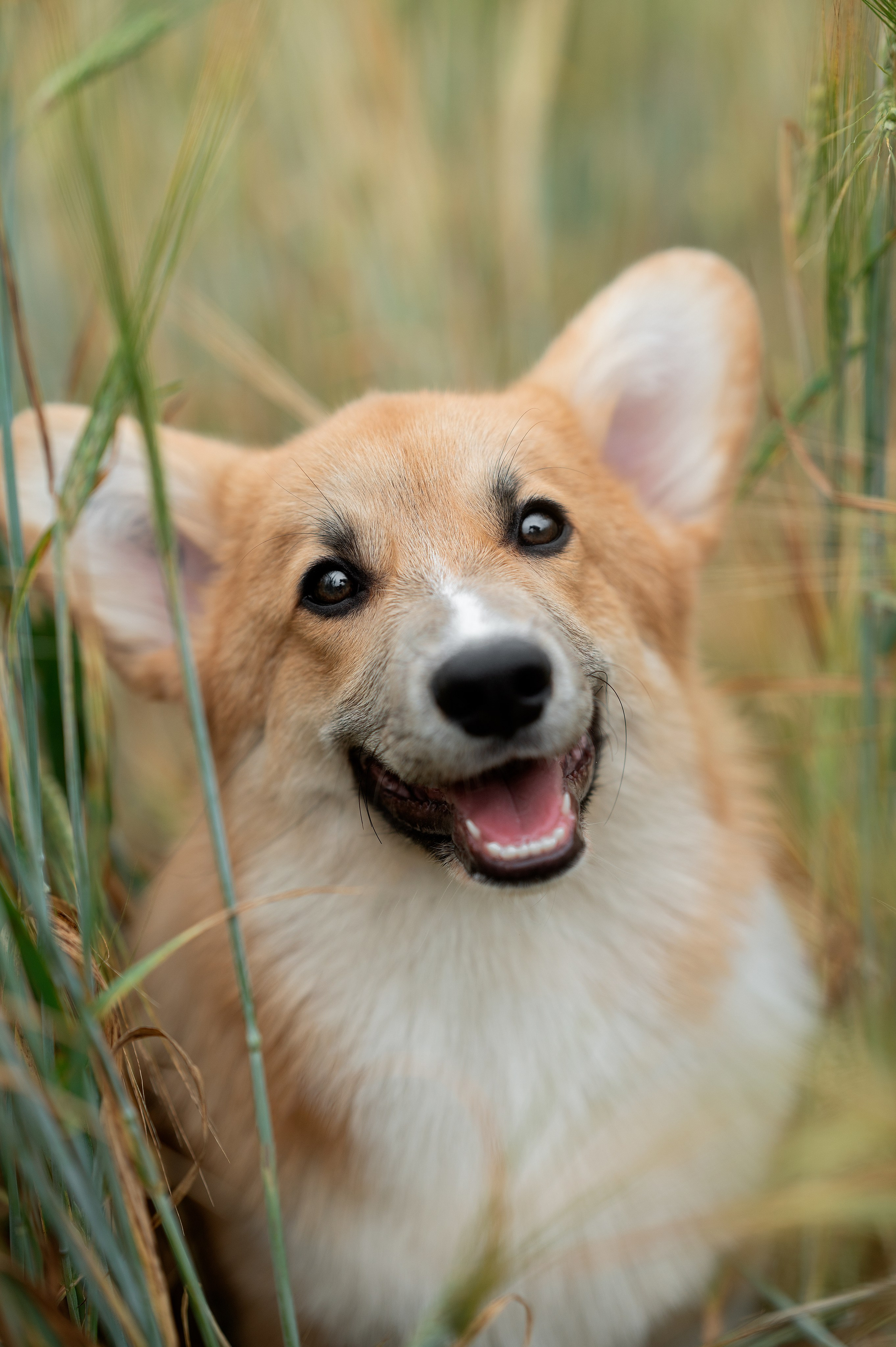 Заводчик Ольга Кушкина. Творческий фотограф Вологда