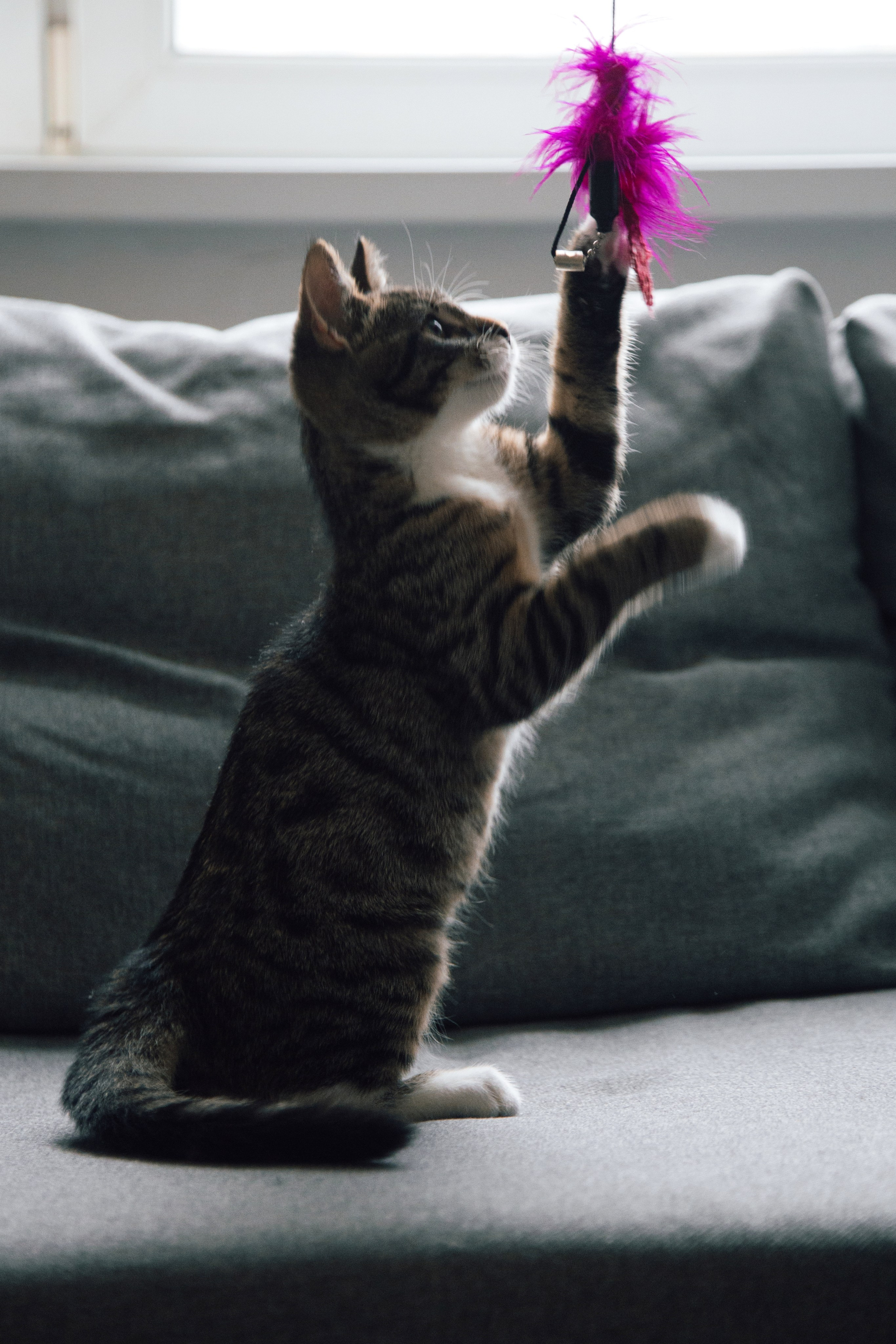 Съемка животных. Фотограф-режиссёр Майя | Москва