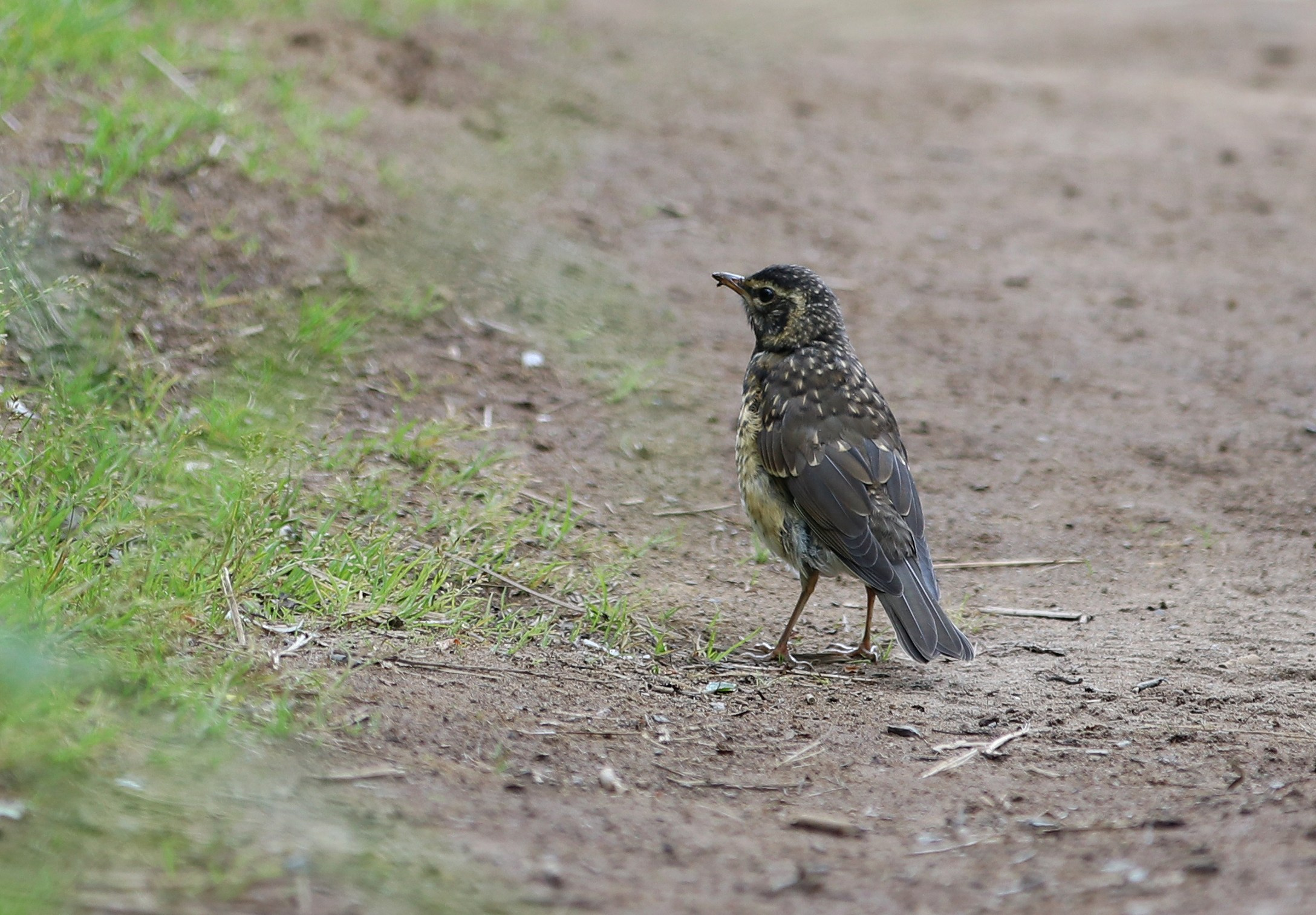Камчатка и о. Парамушир. Июль 2024. Путешественник-фотограф из Санкт-Петербурга Татьяна Свистулина