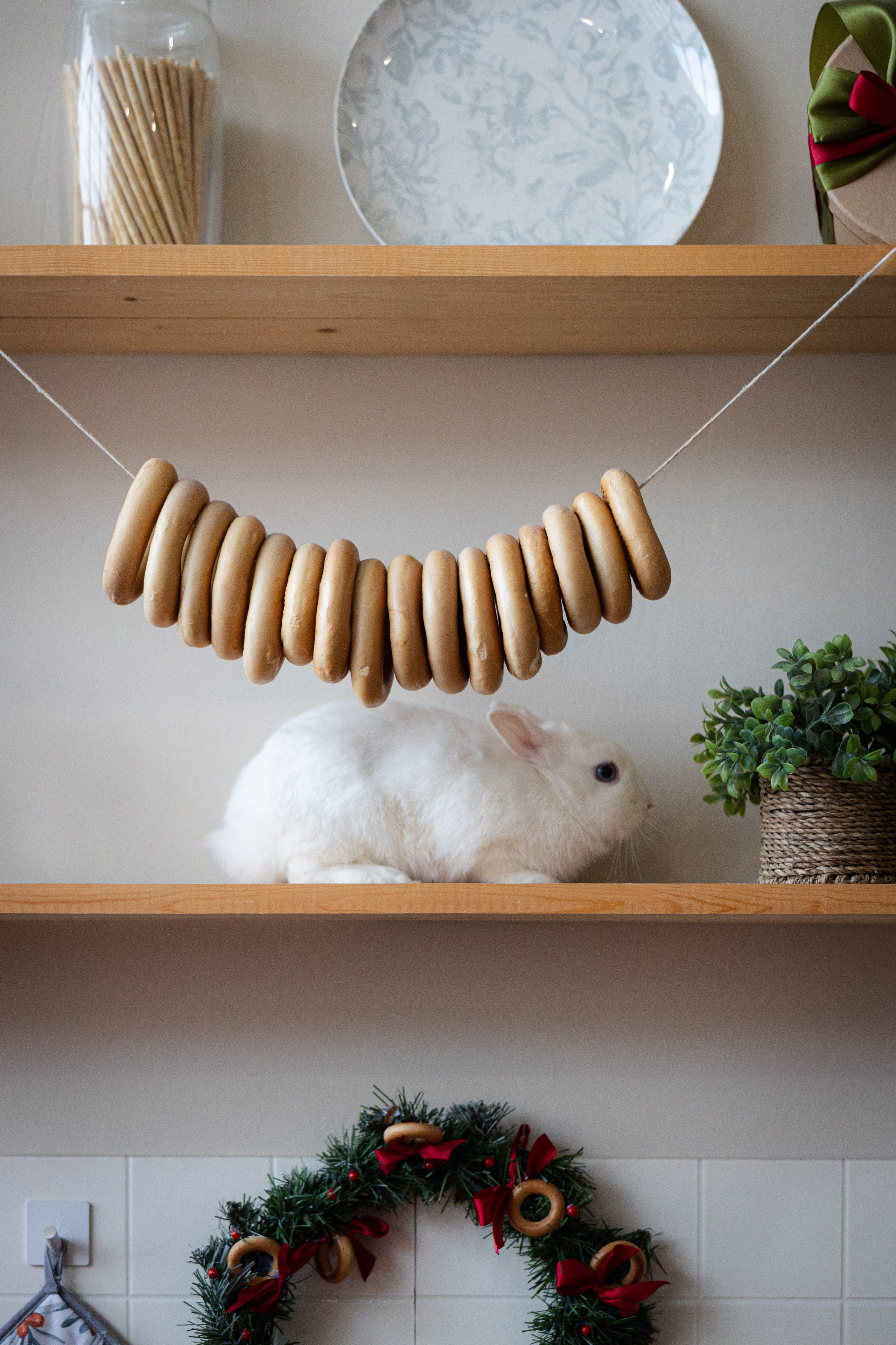 Юлия, Игорь и Кики. Ваш фотограф — Александра Андрущенко