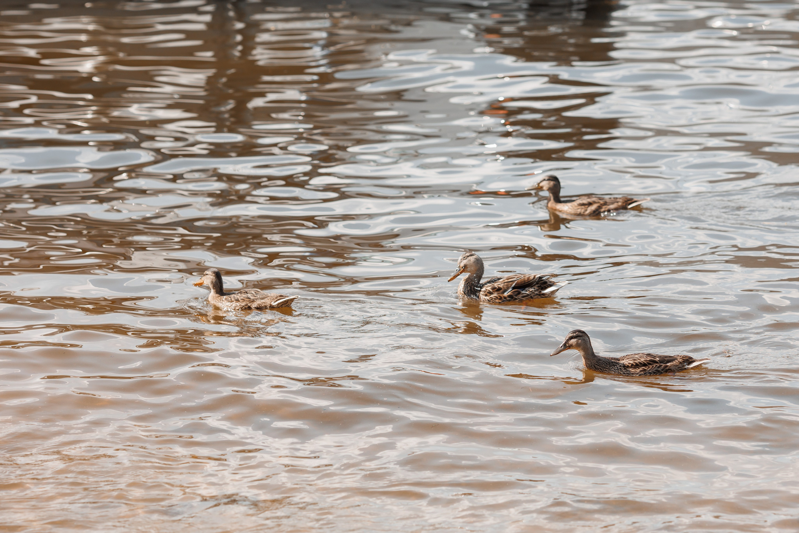 Ольга и Вадим, яхт-клуб «Портофино». Свадебный и репортажный фотограф (Москва, Королев и другие)