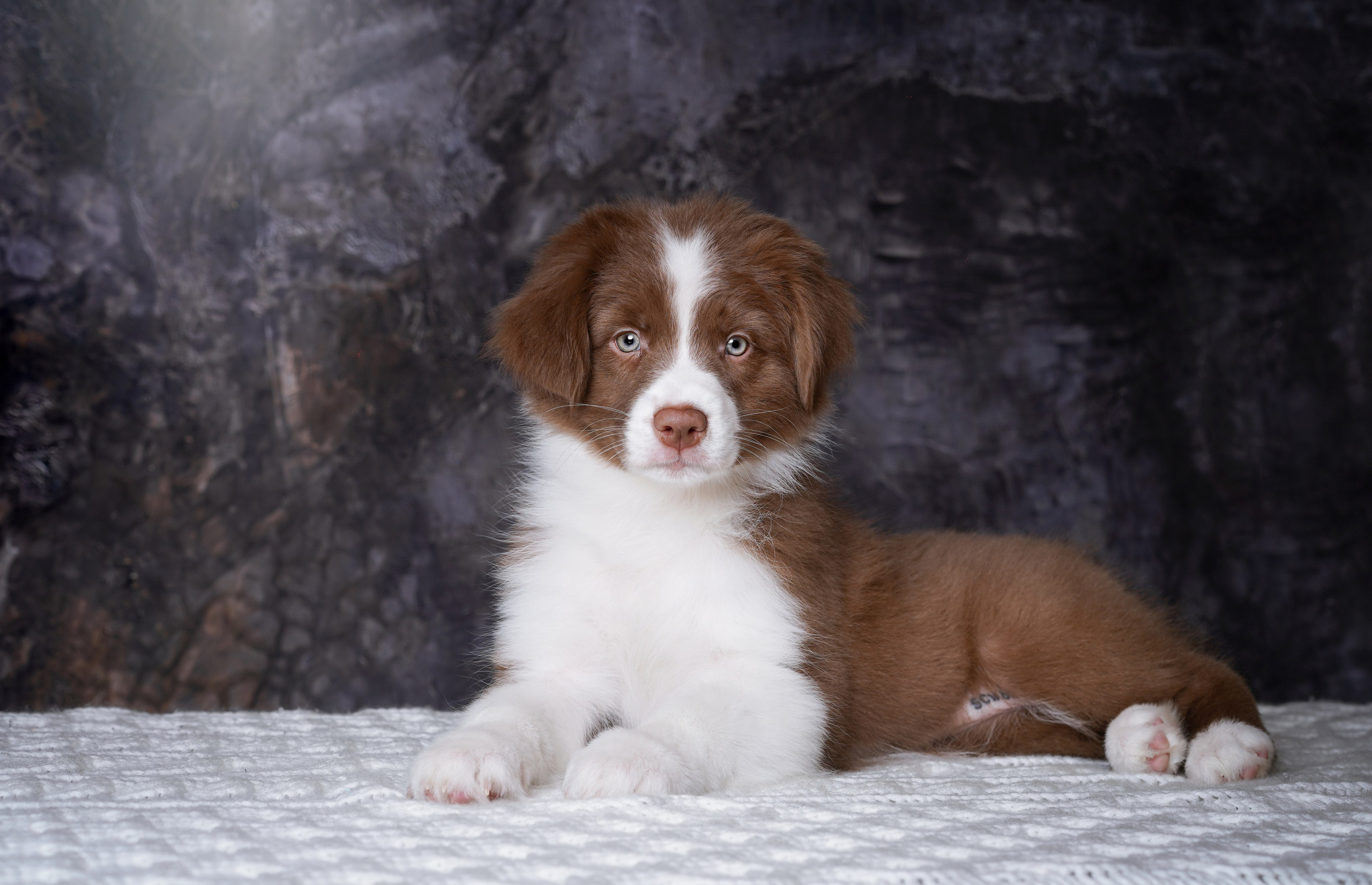 Щенки аусси. Фотограф-анималист в Санкт-Петербурге Яна Мартынова