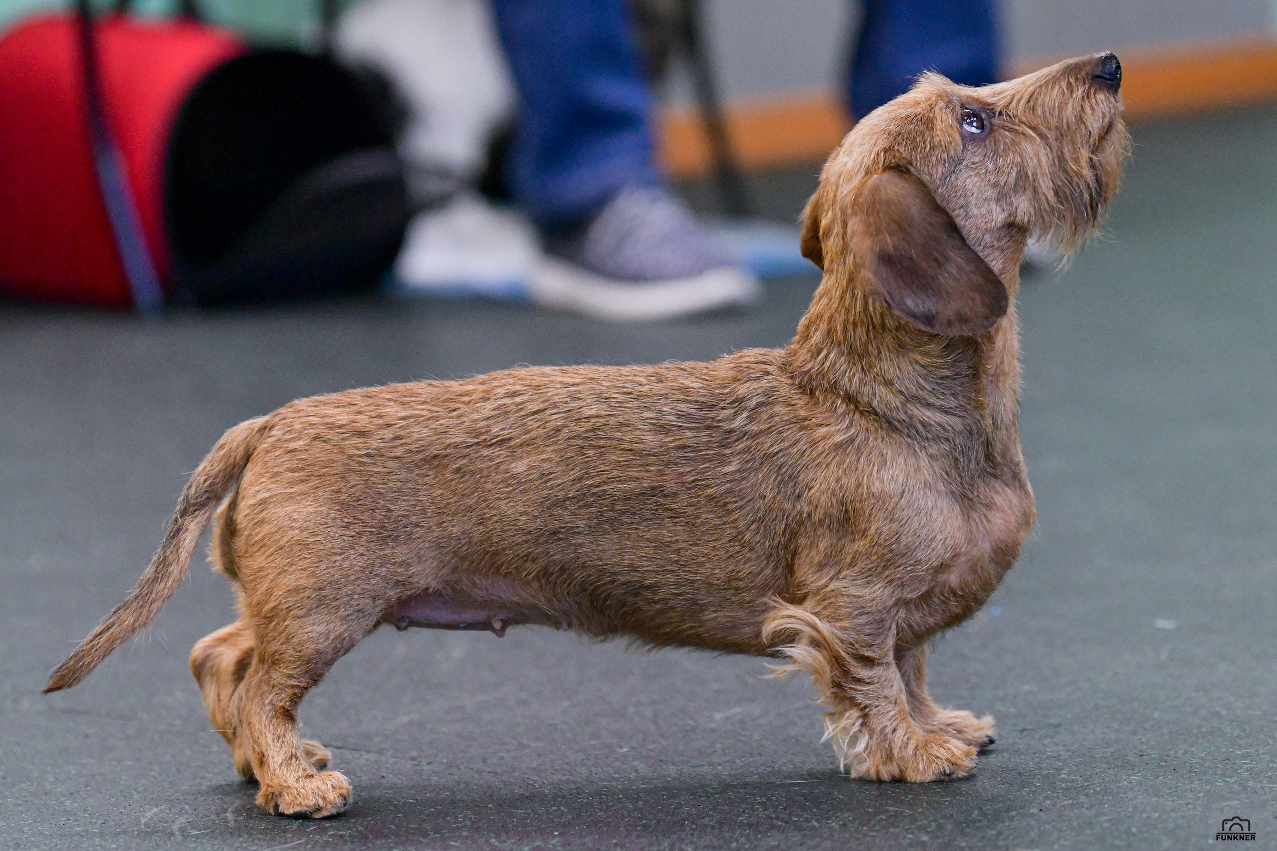 Кинологический клуб «Бодрый хвост». Свой взгляд через объектив